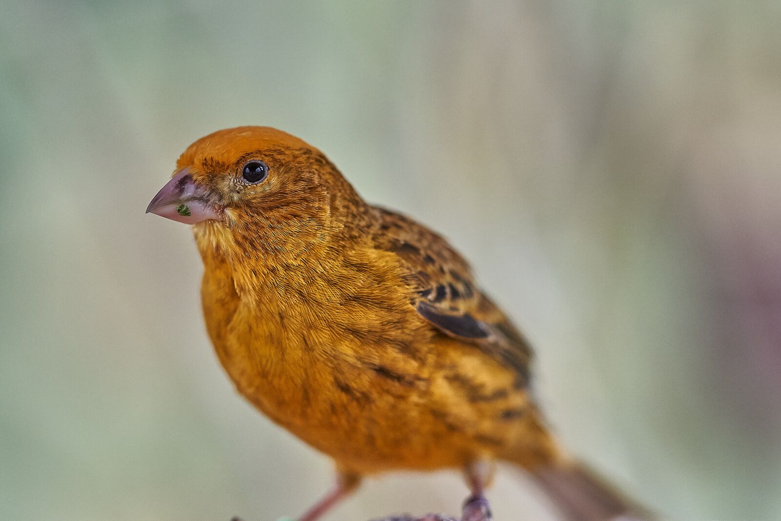 Sony FE 90mm F2.8 Macro G OSS sample photo. Bird, canary bird, eat photography