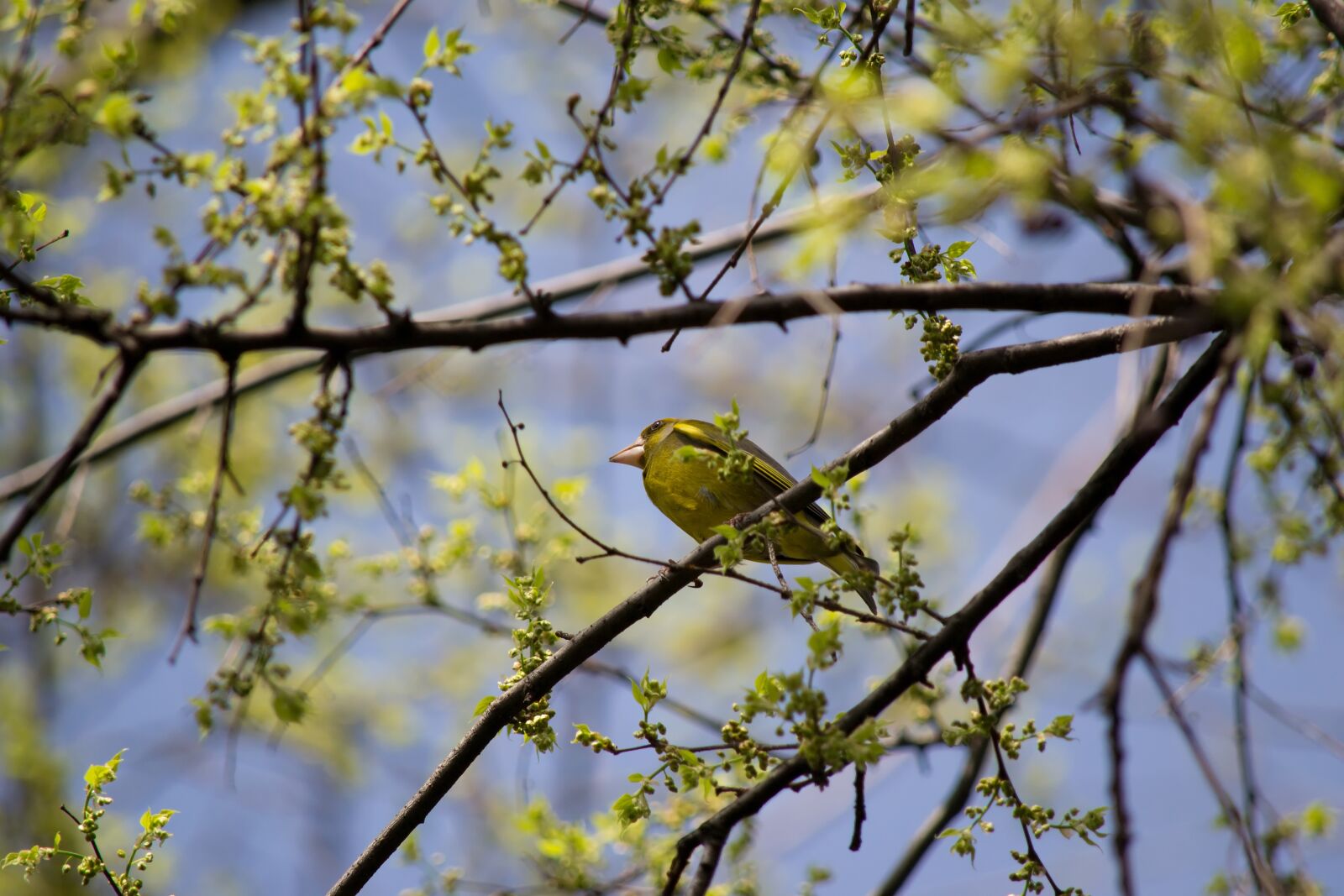 Nikon D3100 sample photo. Bird, yellow, spring photography