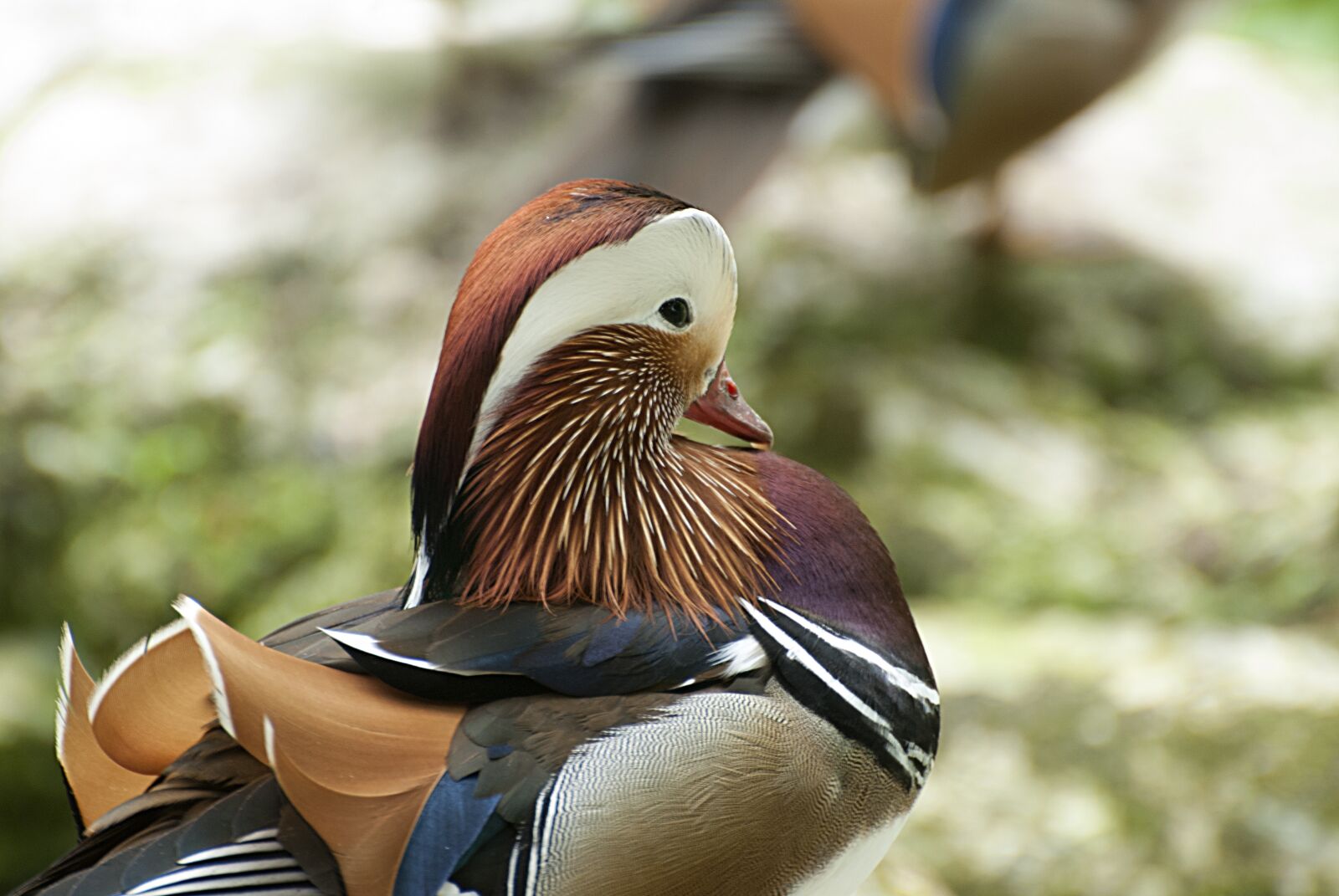 Nikon D80 sample photo. Duck, zoo, animals photography