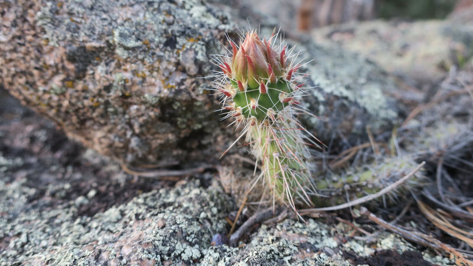Canon PowerShot G9 X sample photo. Cactus, mountains, colorado photography