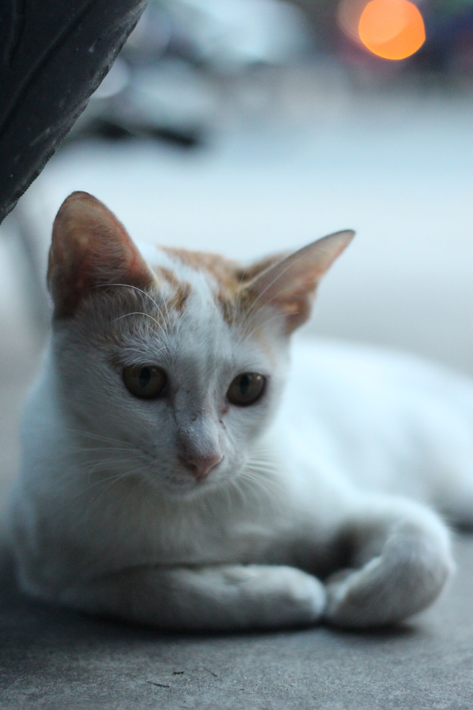 Canon EOS 700D (EOS Rebel T5i / EOS Kiss X7i) + Canon EF 50mm F1.8 II sample photo. Meo, cat, cool photography
