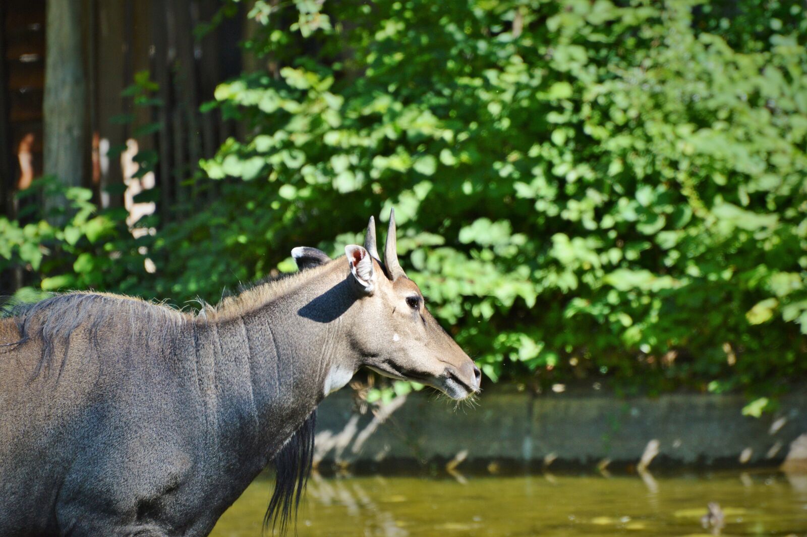 Nikon D3200 sample photo. Nilgun antelope, antelope, antelope photography