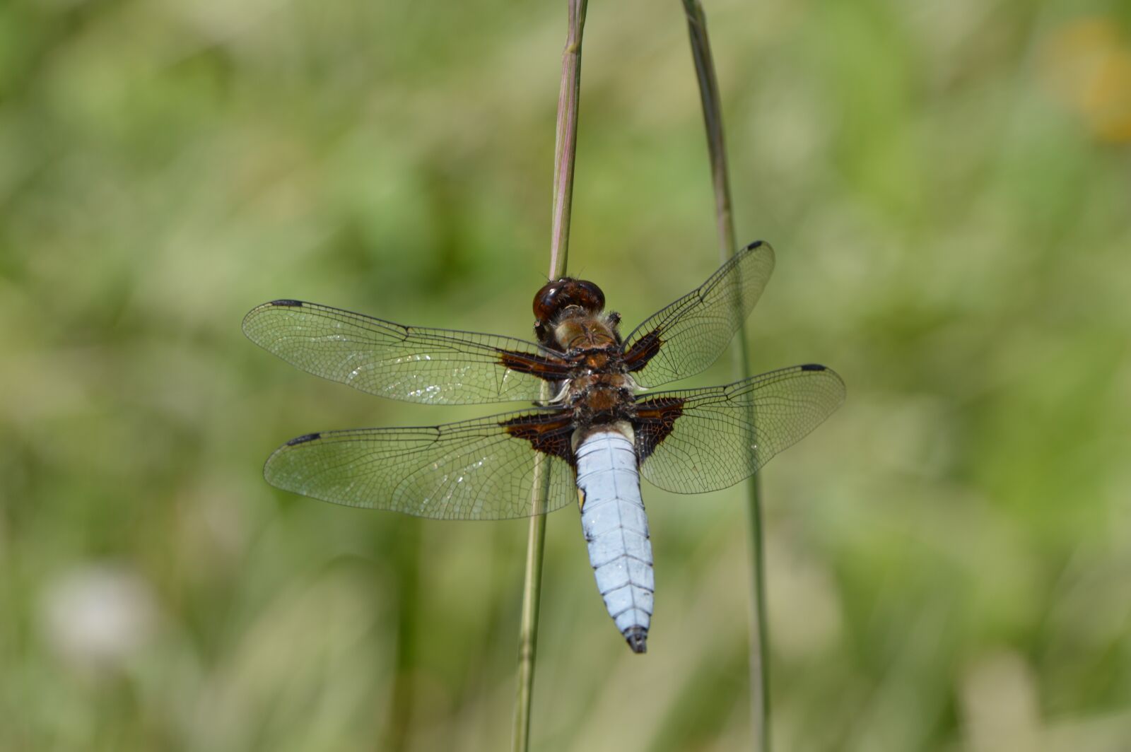 Nikon D3200 sample photo. Blue, dragonfly, insect photography