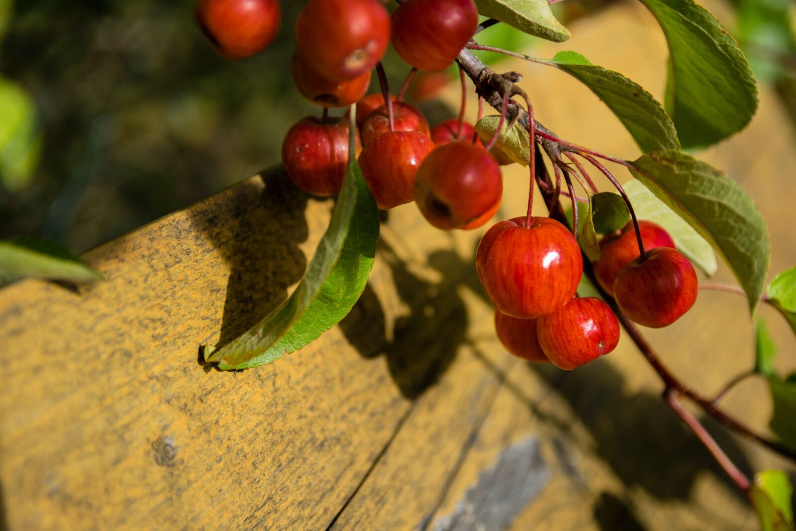 Nikon D5300 sample photo. Malus, embellishment, wild apple photography
