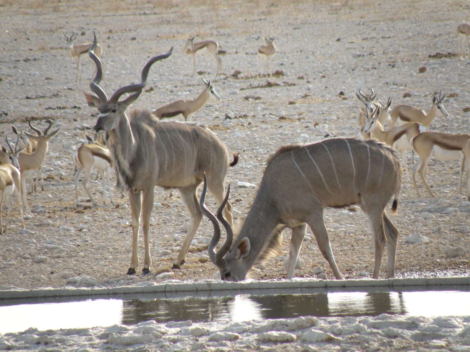 Olympus SP570UZ sample photo. Animal, wild, namibia photography