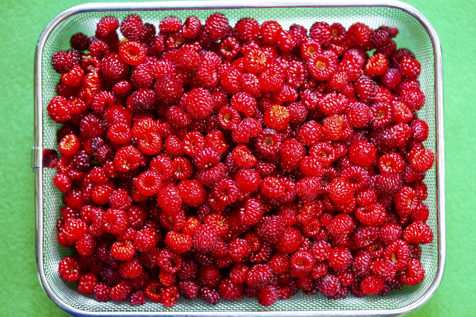 Nikon D3S sample photo. Mountain strawberry, strawberry, nature photography