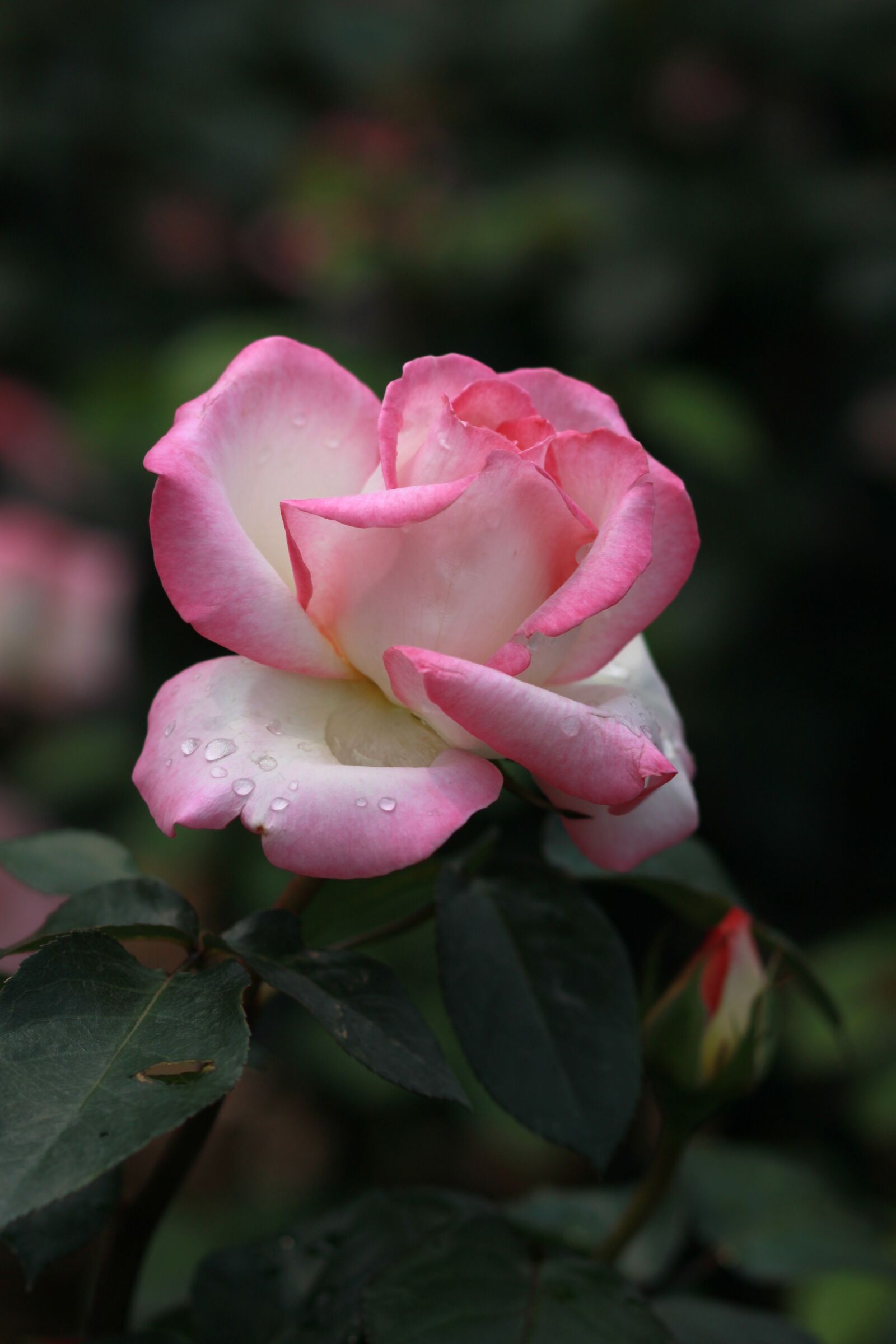 Canon EOS 500D (EOS Rebel T1i / EOS Kiss X3) sample photo. Flowers, nature, plants photography