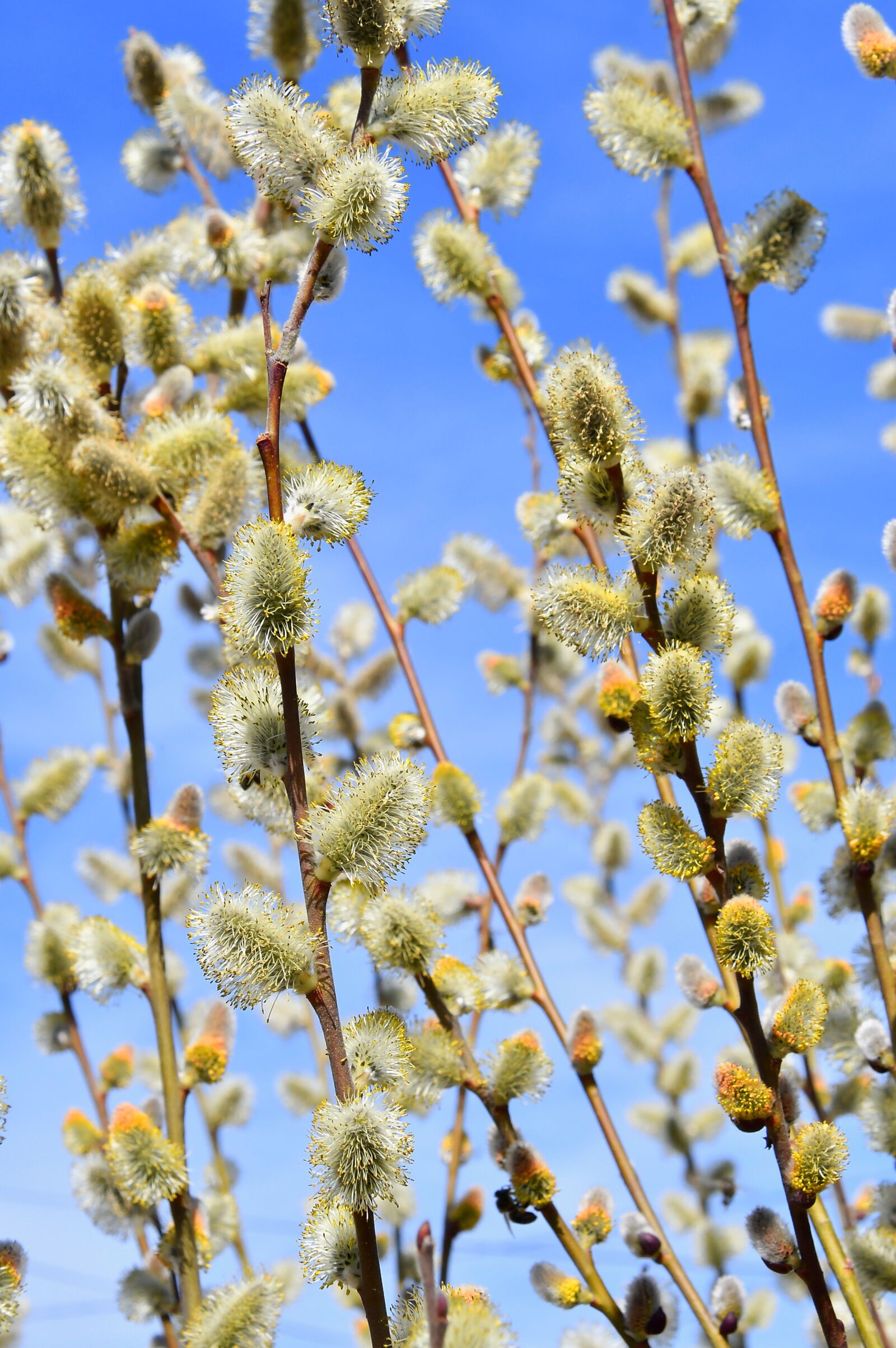Nikon D3200 sample photo. Spring, barka, bloom photography