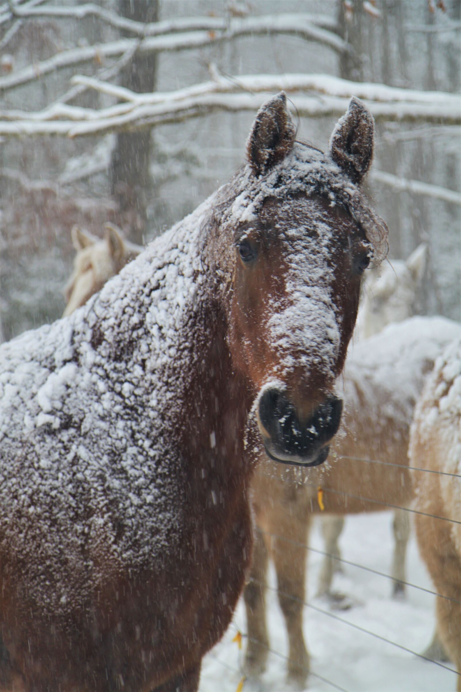 Canon EOS 500D (EOS Rebel T1i / EOS Kiss X3) sample photo. Winter, snow, horse photography