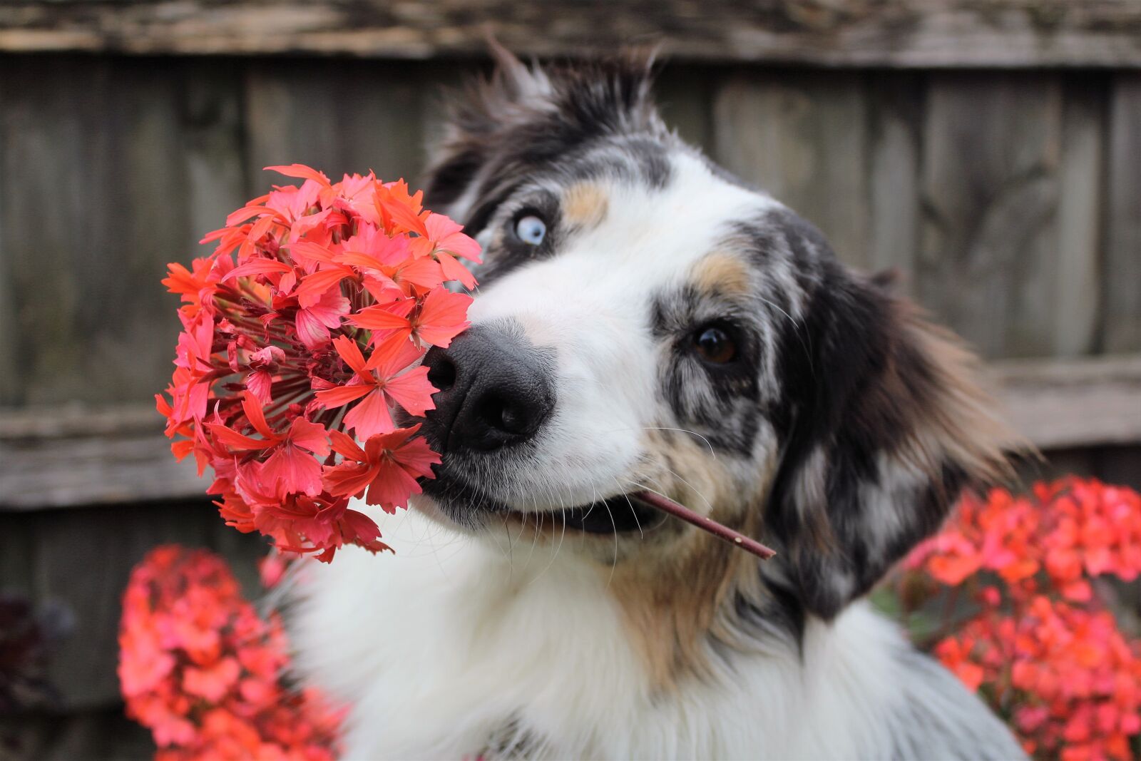 Canon EOS 1200D (EOS Rebel T5 / EOS Kiss X70 / EOS Hi) sample photo. Flowers, dog, shepherd photography
