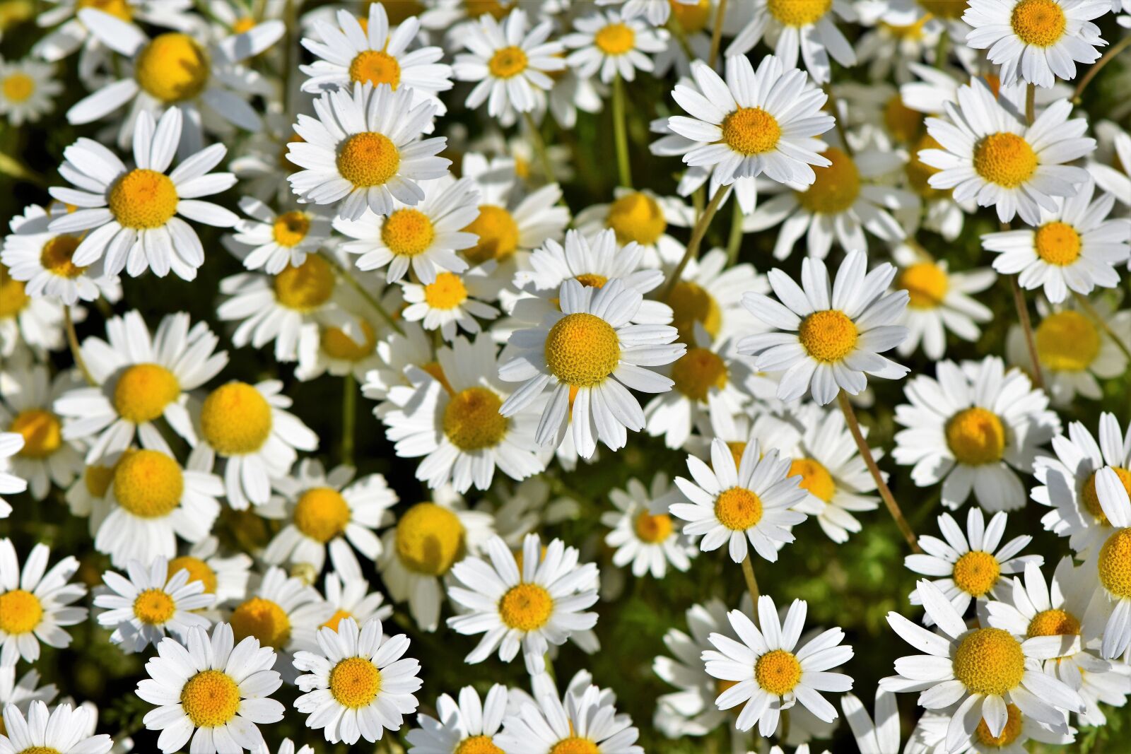 Nikon D7200 sample photo. Daisies, marguerite meadow, pointed photography