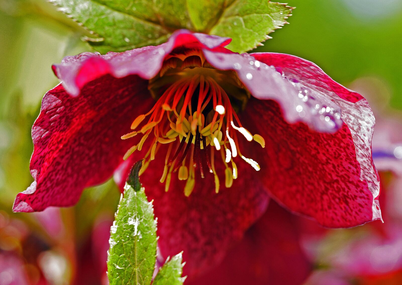 Panasonic Lumix DMC-GH3 sample photo. Christmas rose, blossom, bloom photography