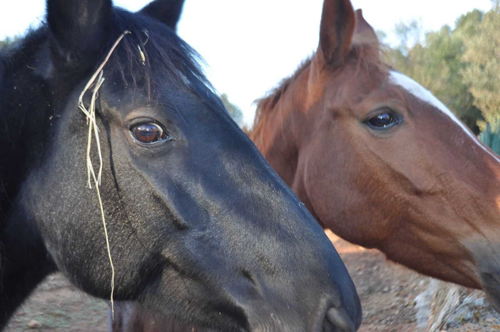Nikon D5000 sample photo. Animals, horses, noble photography