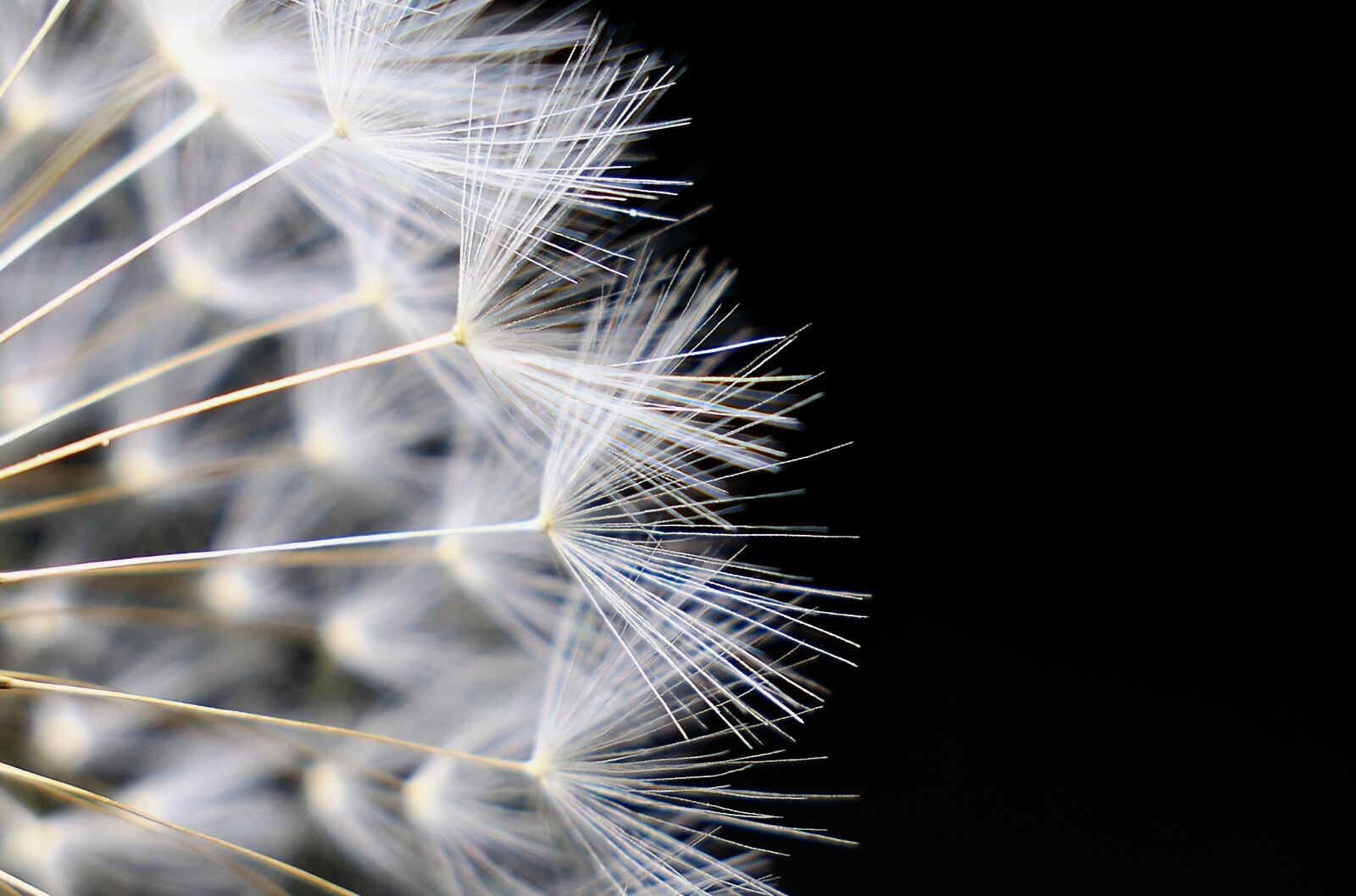 Panasonic Lumix DMC-LX10 (Lumix DMC-LX15) sample photo. Dandelion, nature, seeds photography