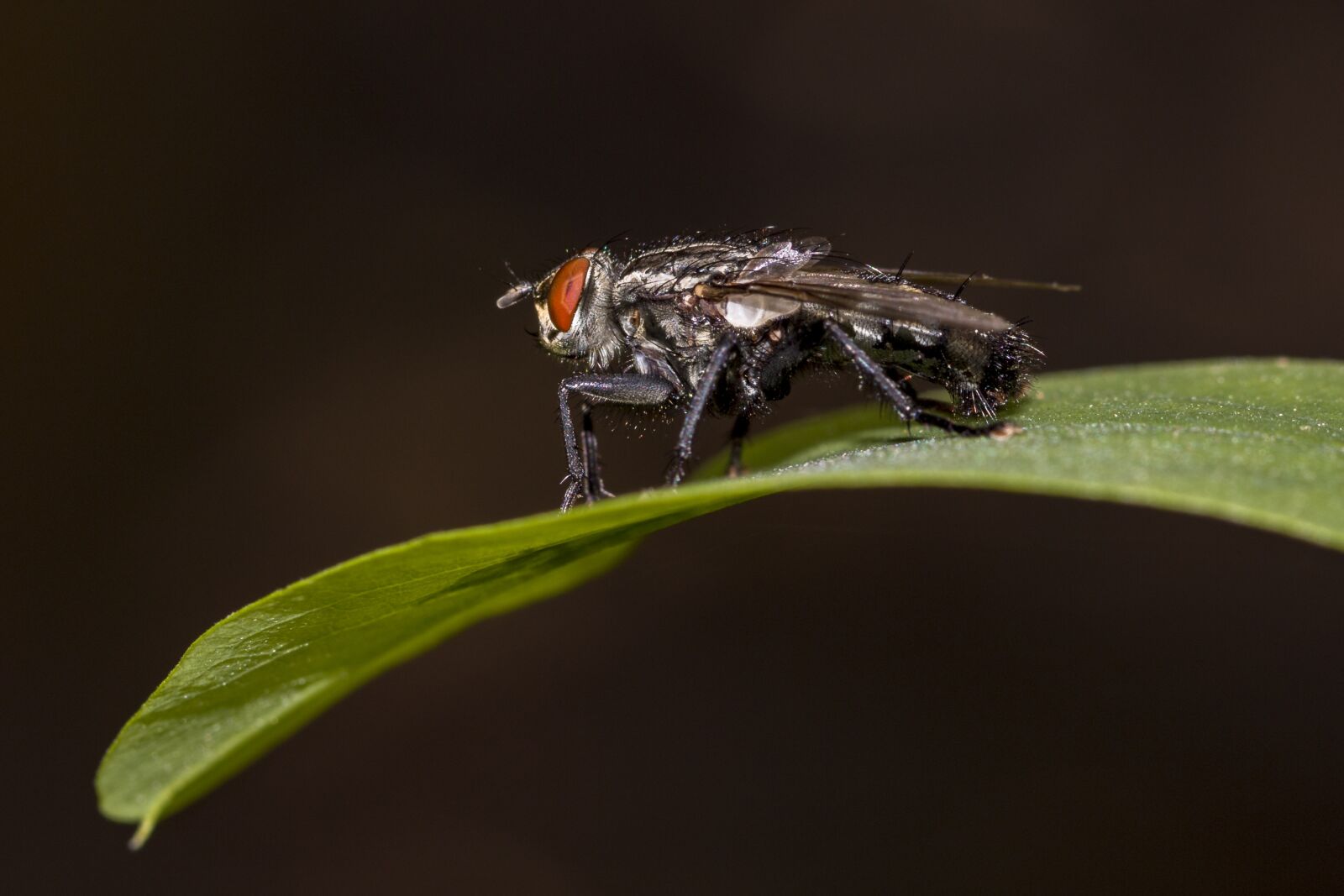 Canon EOS 70D sample photo. Fly, macro, insect photography