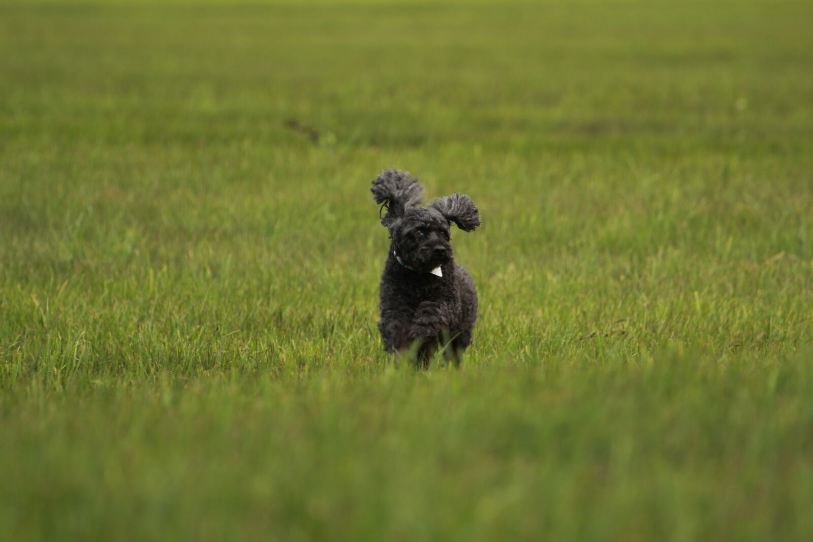 Canon EOS 700D (EOS Rebel T5i / EOS Kiss X7i) + Canon EF 70-300 F4-5.6 IS II USM sample photo. Poodle, running, miniature poodle photography