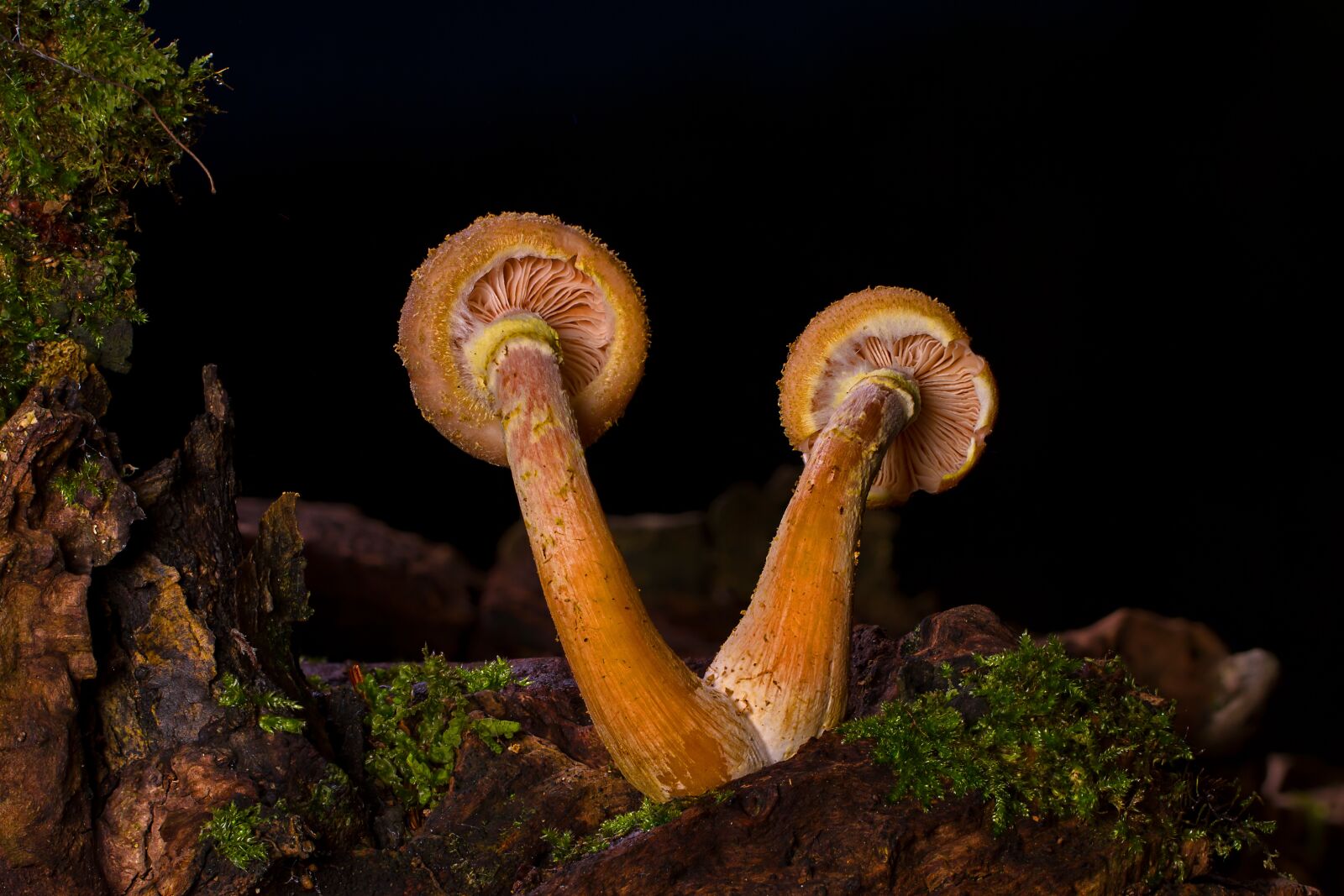 Canon EOS 7D sample photo. Mushroom, armillaria mellea, disc photography