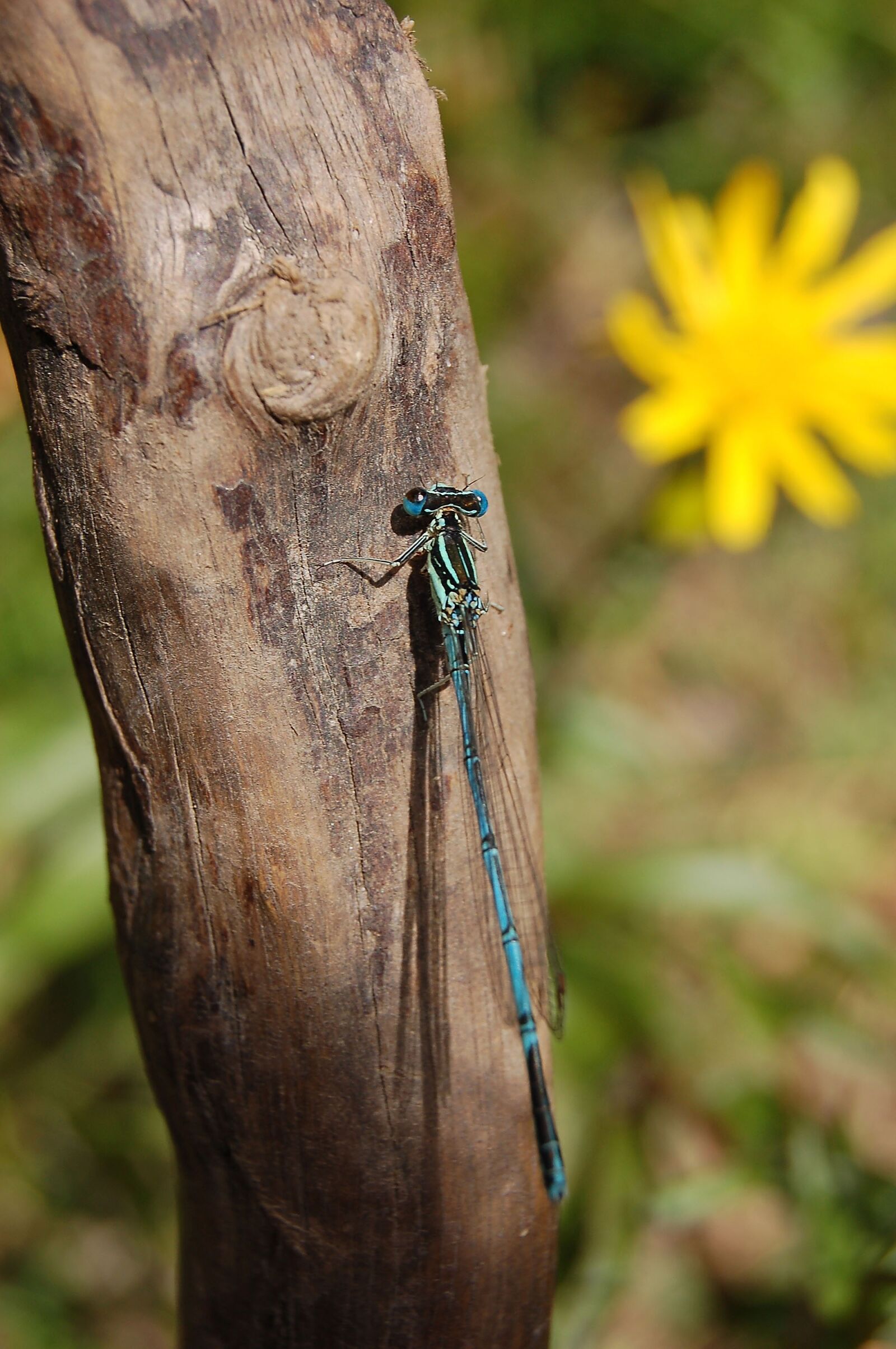 Nikon D50 sample photo. Dragonfly, nature, wood photography