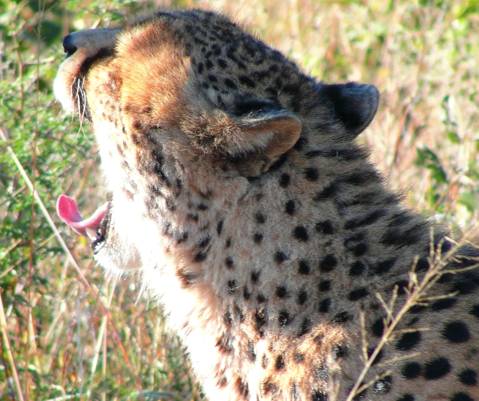 Sony Cyber-shot DSC-H20 sample photo. Africa, cheetah, safari, wild photography