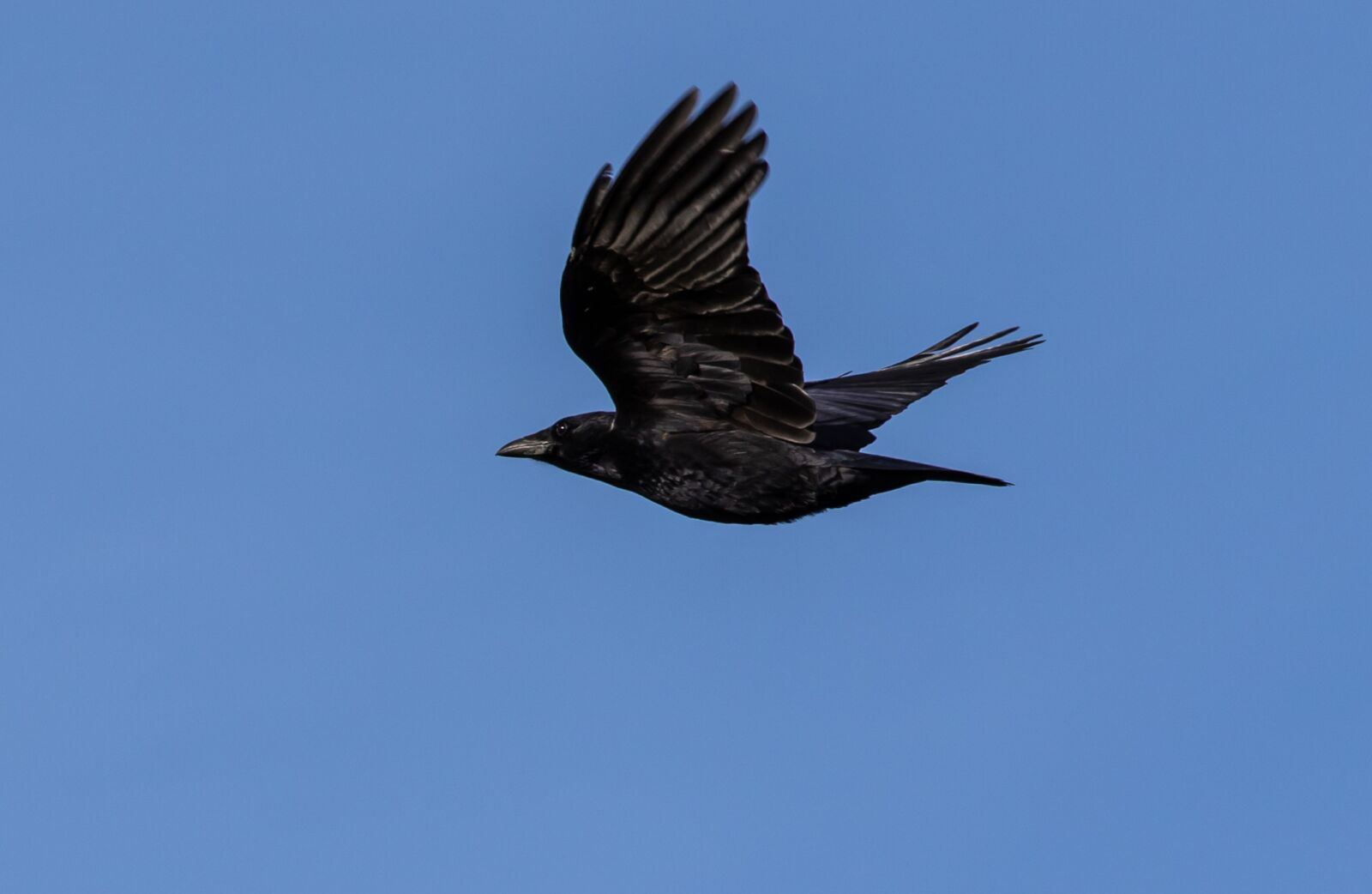 Canon EOS 7D Mark II + Canon EF 70-200mm F4L USM sample photo. Crow, flying crow, black photography