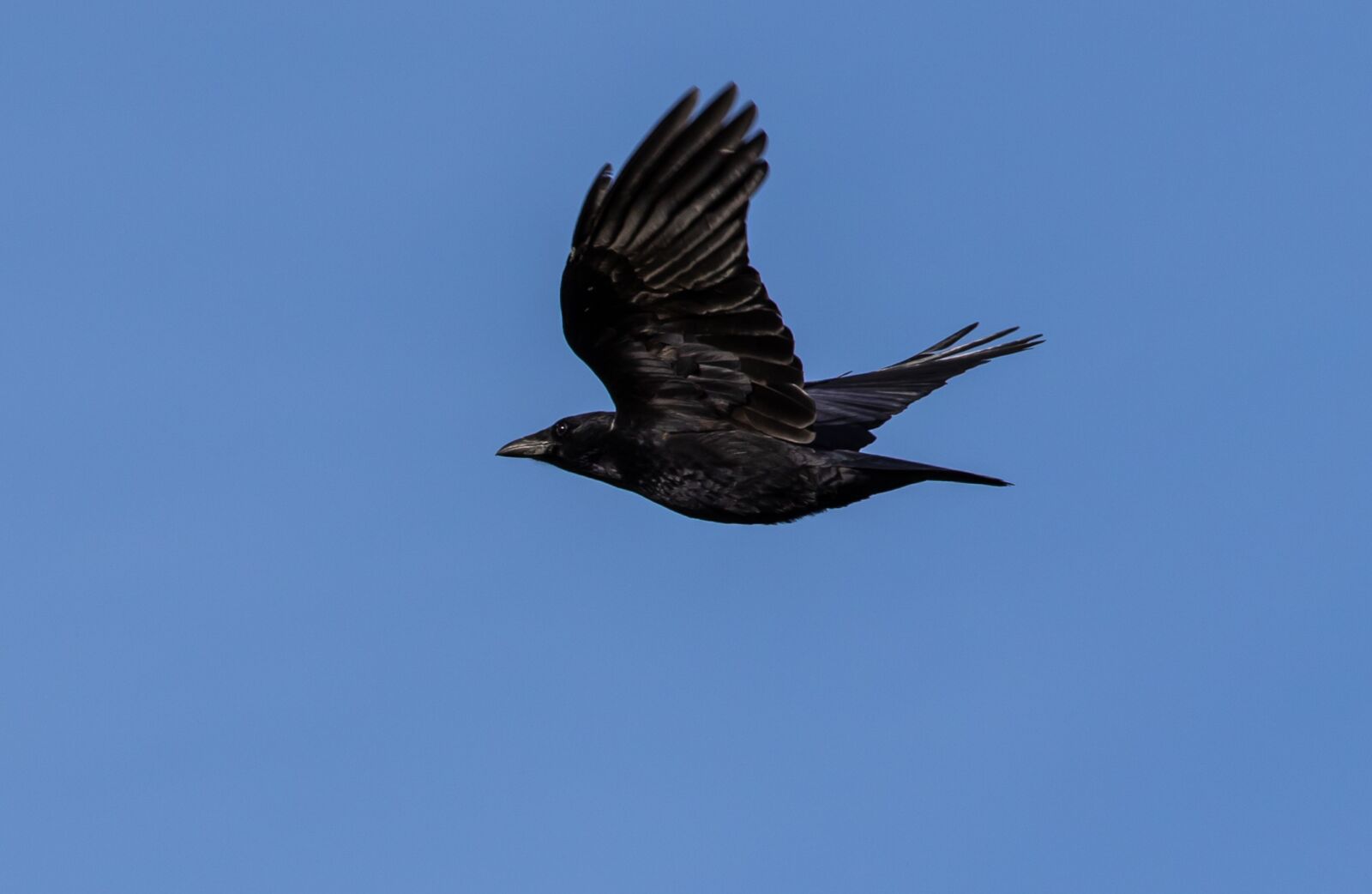Canon EF 70-200mm F4L USM sample photo. Crow, flying crow, black photography