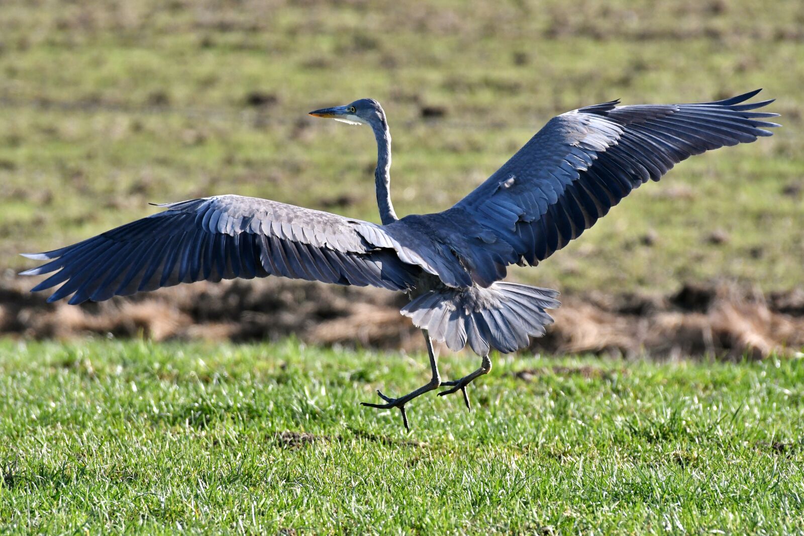 Nikon D500 sample photo. Blue heron, bird, plumage photography