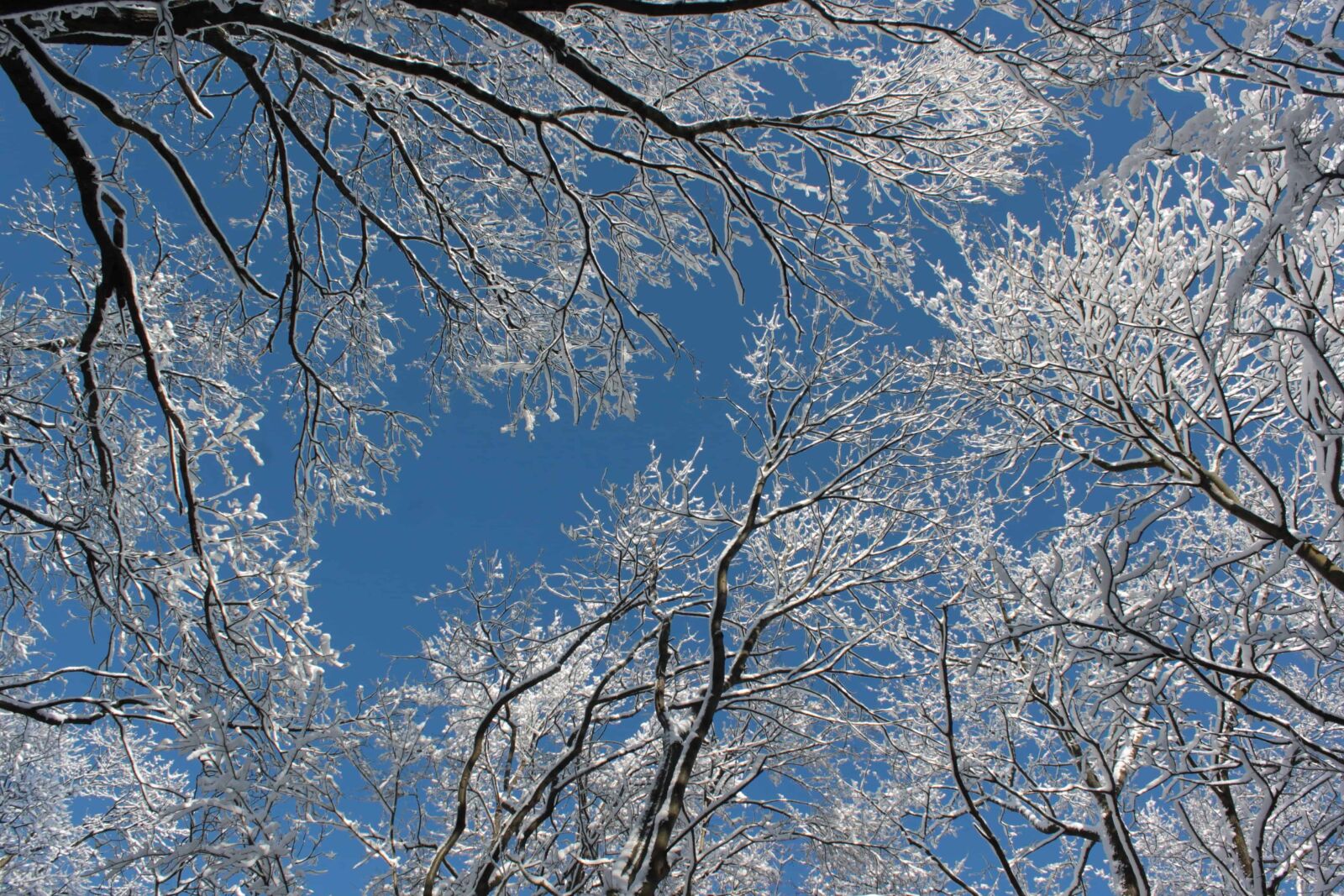 Canon EOS 1100D (EOS Rebel T3 / EOS Kiss X50) sample photo. Snow, branch, cold, winter photography