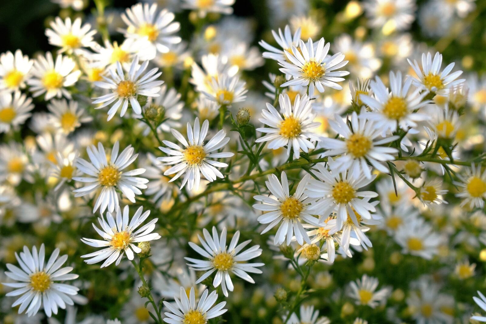 Nikon D5500 sample photo. Flowers, white, nature photography