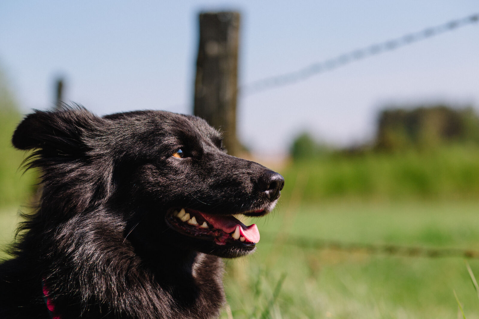 Canon EF 85mm F1.8 USM sample photo. Adorable, animal, photography, animal photography