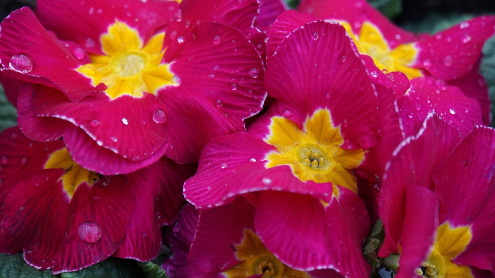 Sony E 18-200mm F3.5-6.3 OSS LE sample photo. Primroses, spring flowers, drop photography