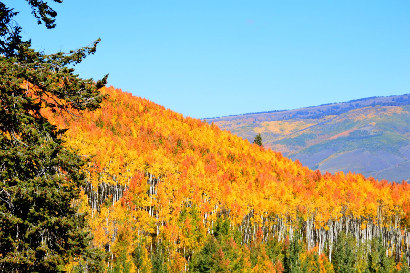 Nikon D3200 sample photo. Aspen, trees, autumn photography