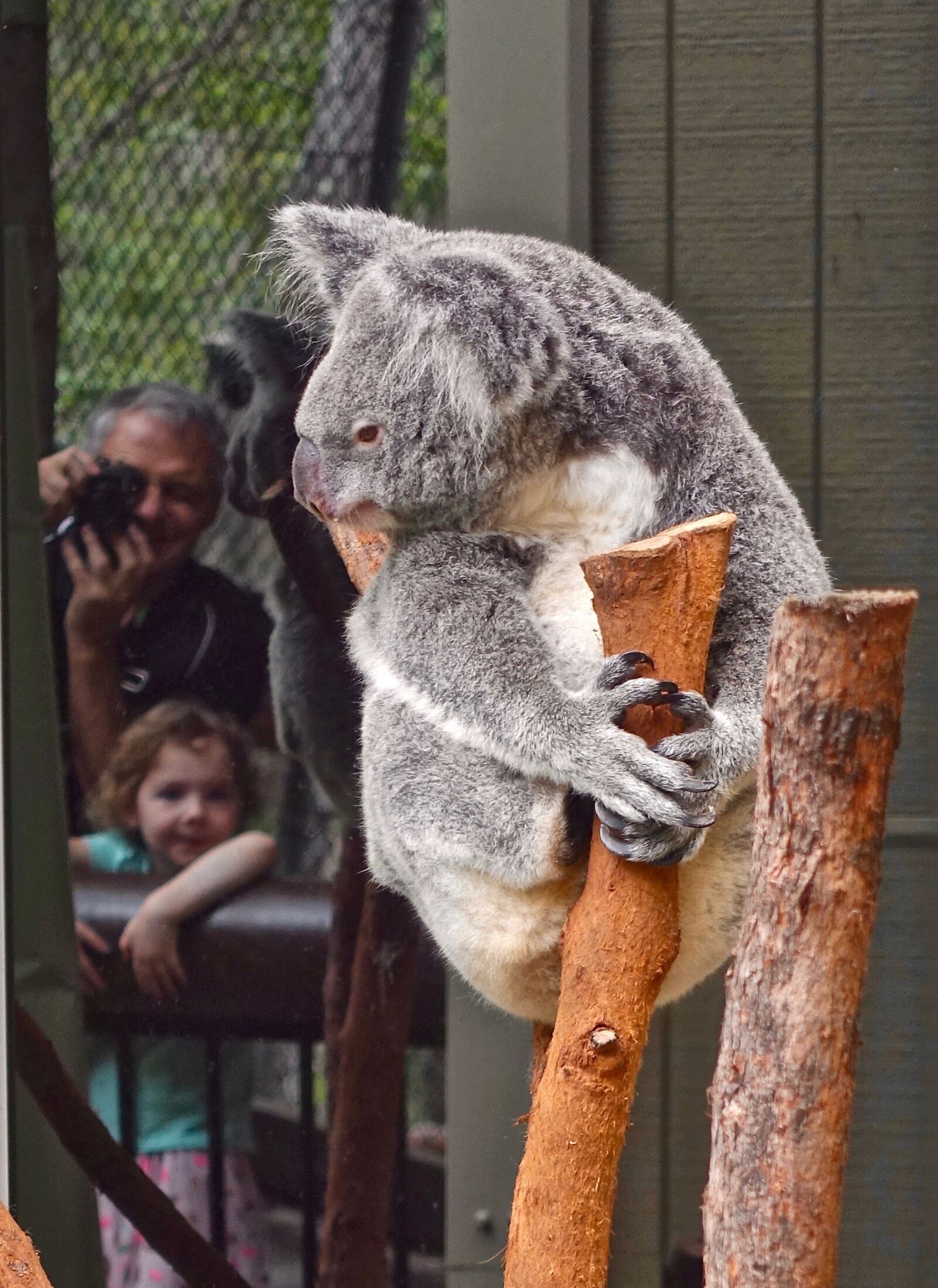 Sony Cyber-shot DSC-RX100 III sample photo. Koala, bear, australia photography
