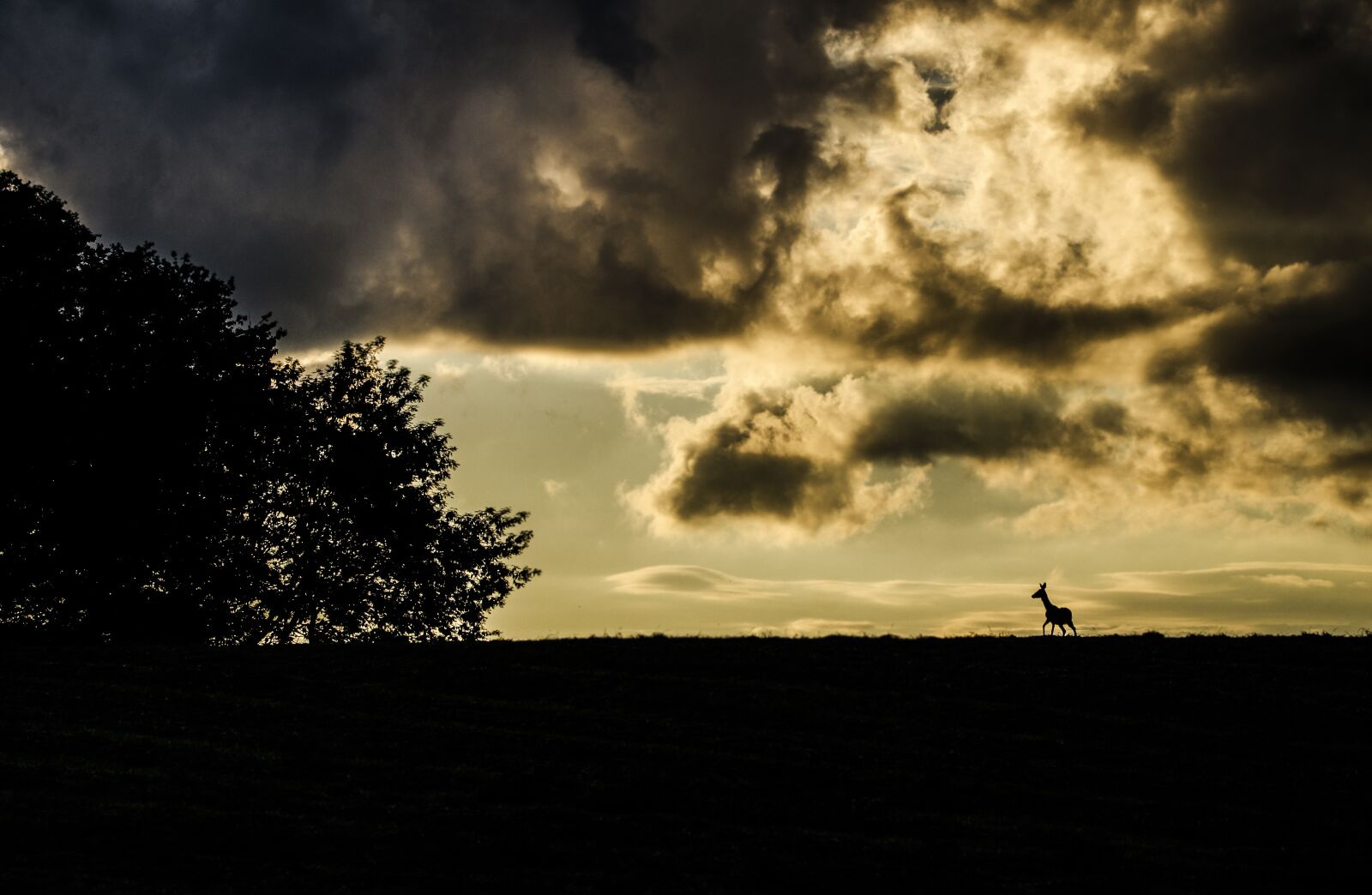 Nikon D7000 sample photo. Chevrette, nature, mammal photography