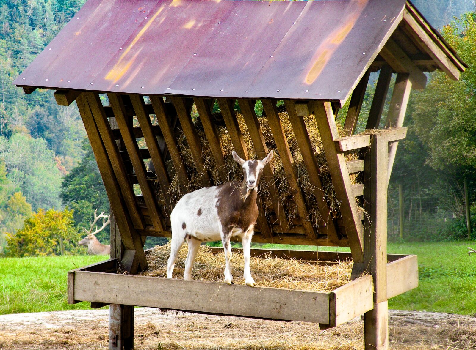 Nikon Coolpix P80 sample photo. Goat, manger, nature photography