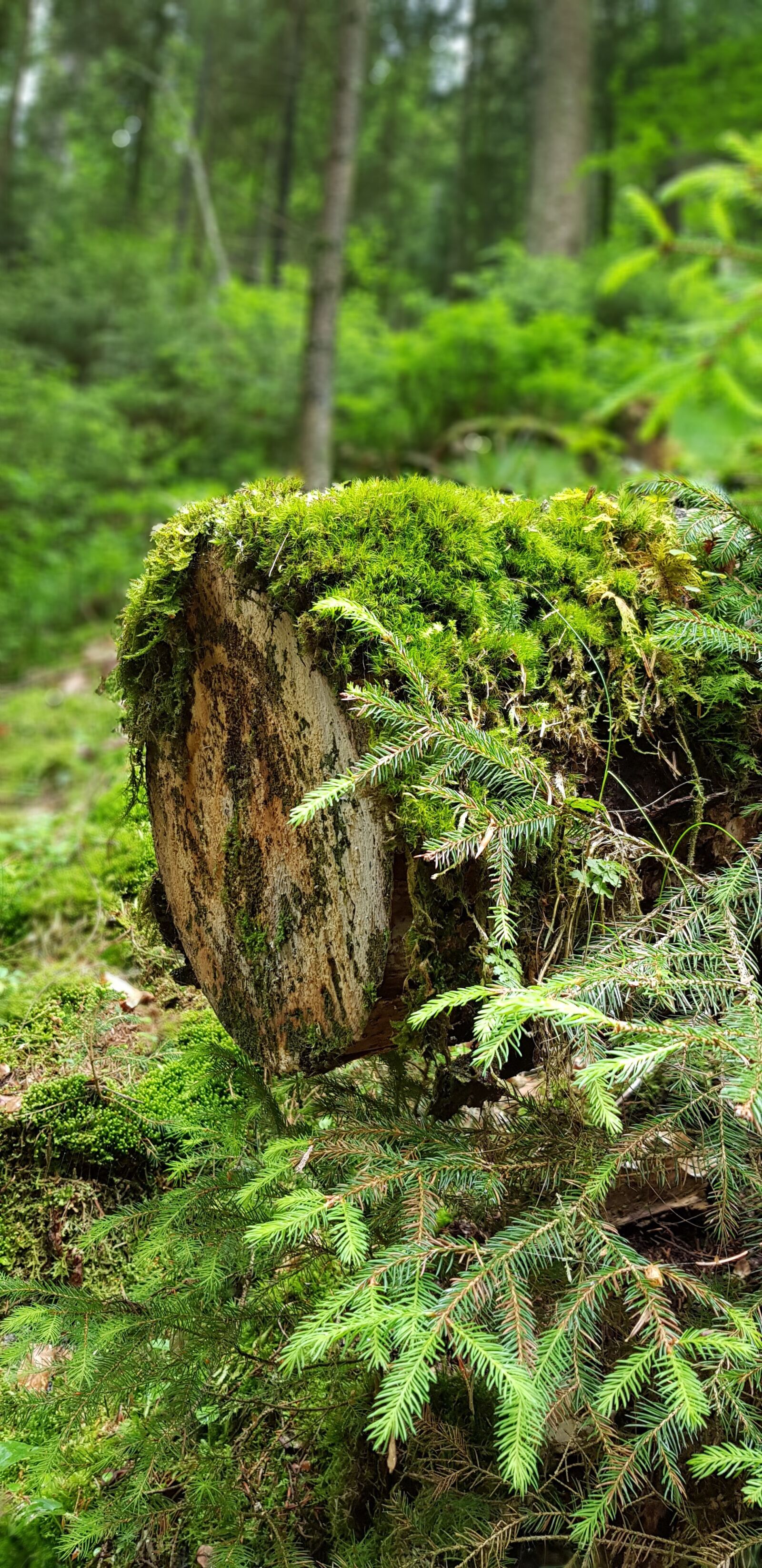 Samsung Galaxy S8 sample photo. Moss, tree, forest photography