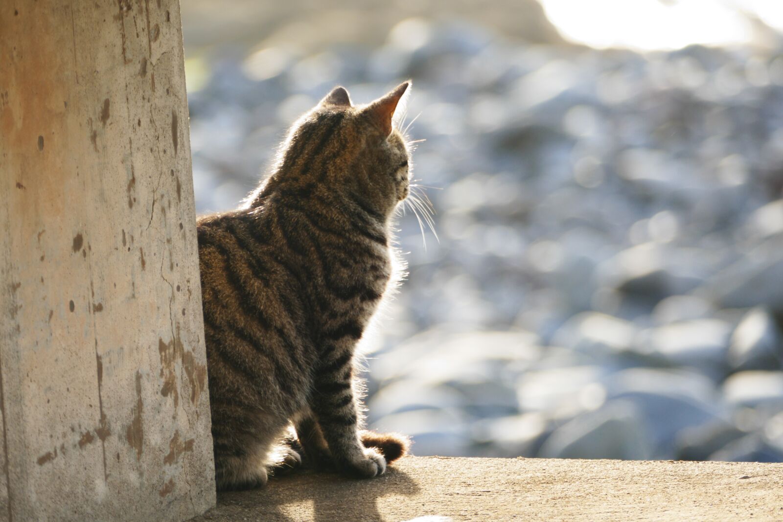 Panasonic Lumix DMC-FZ1000 sample photo. Cat, light, evening light photography