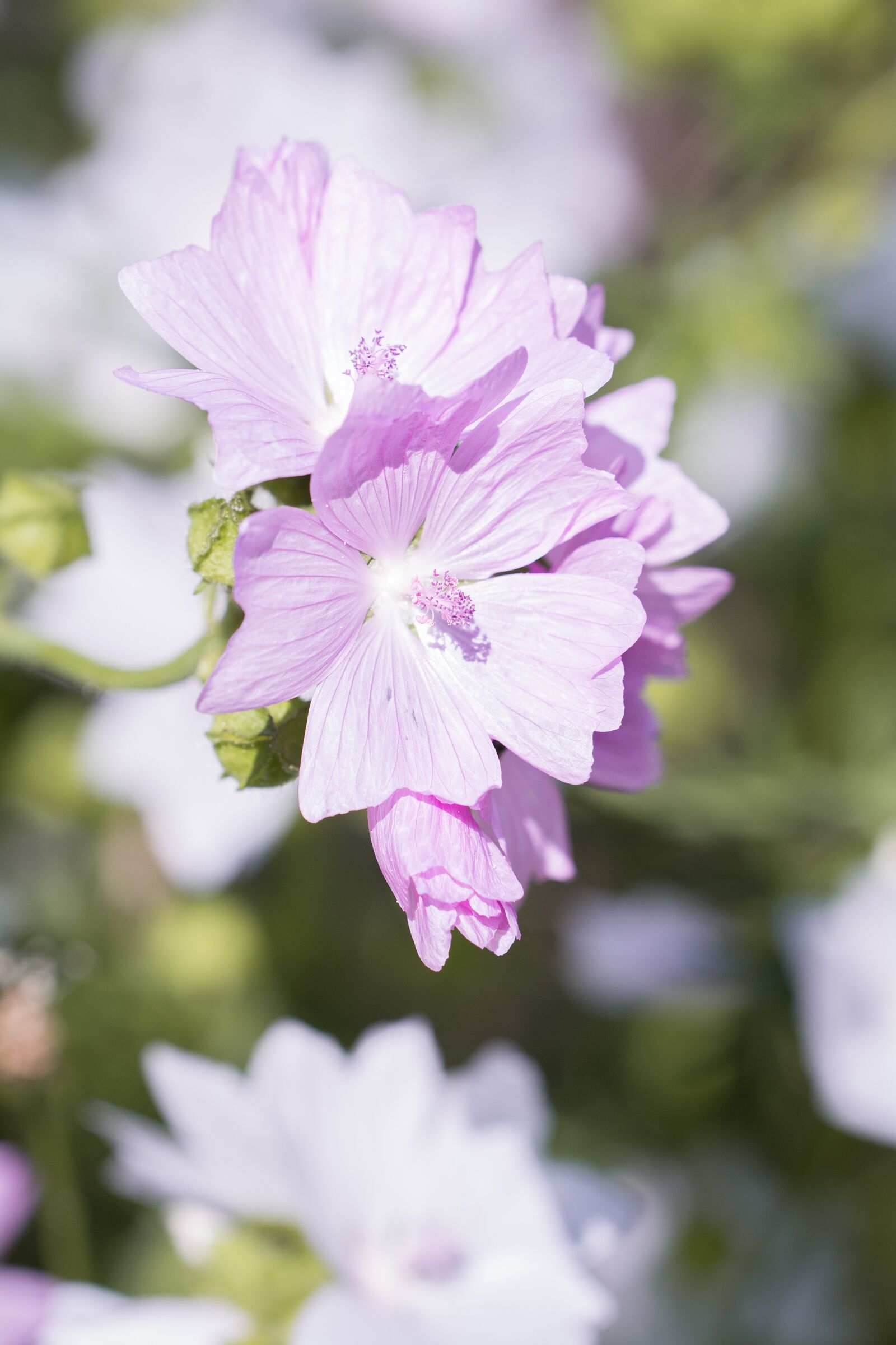Nikon D7100 sample photo. Flower, pink, pink flower photography