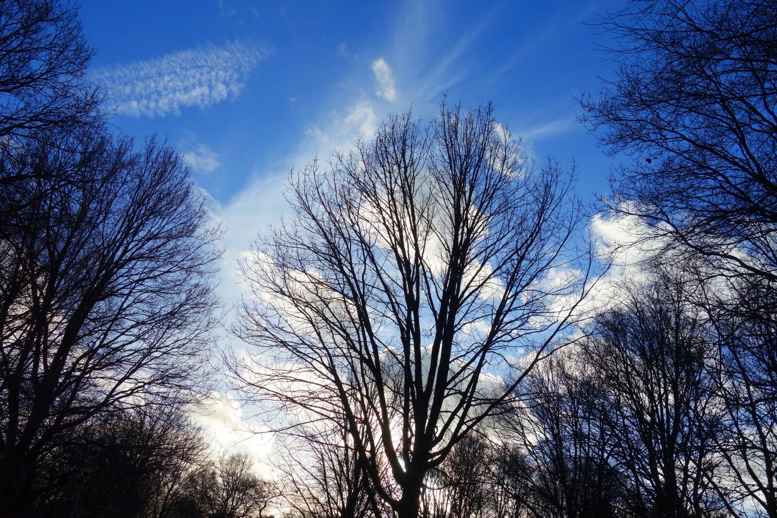 Sony Cyber-shot DSC-RX100 sample photo. Tree, bare tree, tree photography