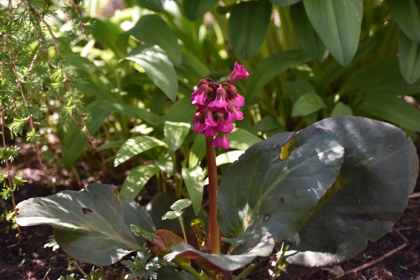 Nikon D3400 sample photo. Badan, bloom, flower photography