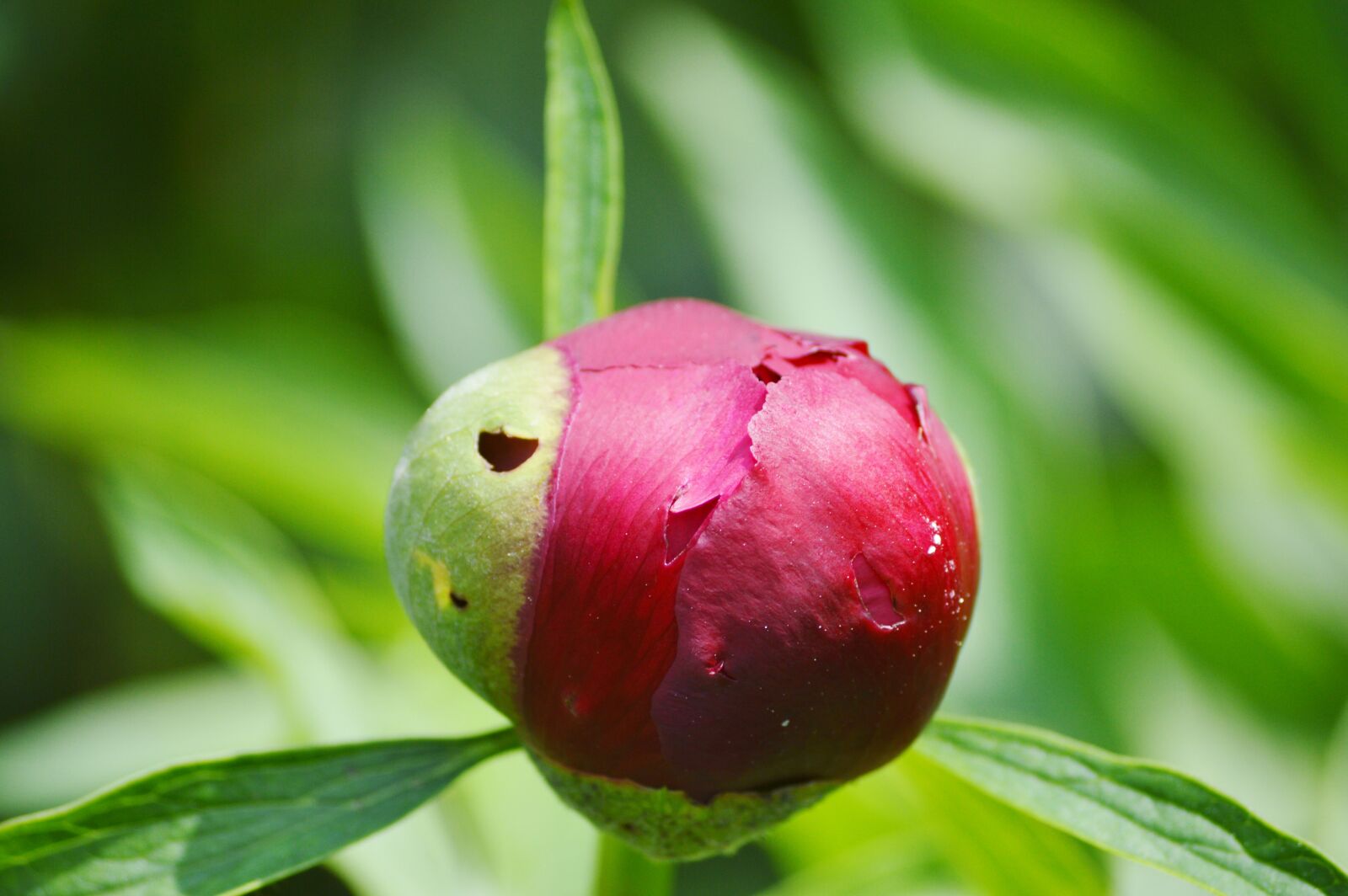 Nikon D3200 sample photo. Peony, flower, bud photography