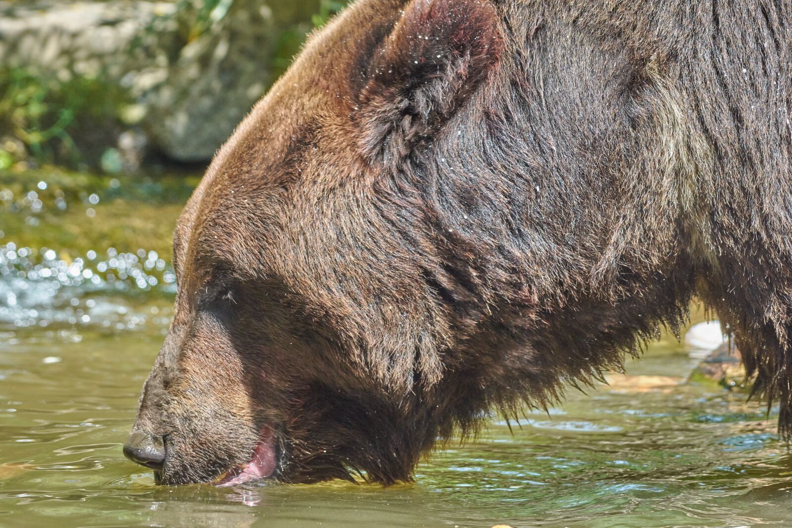 Nikon AF-S Nikkor 200-500mm F5.6E ED VR sample photo. Bear, drink, river photography