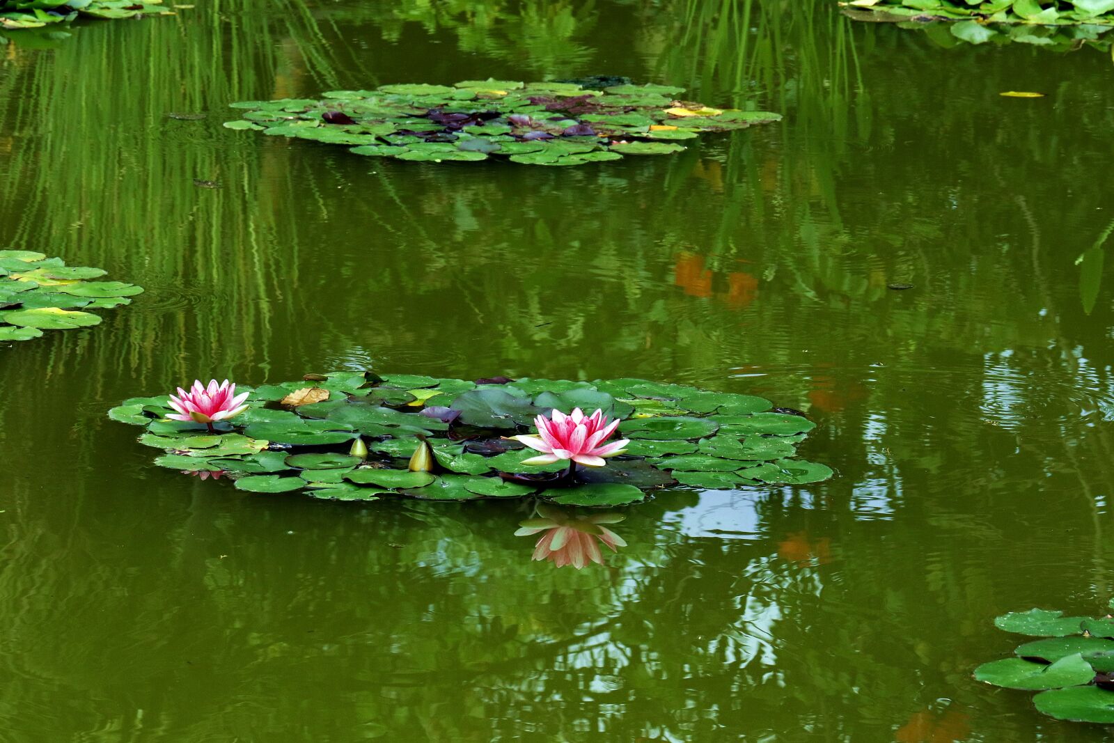 Canon EOS 7D Mark II sample photo. Water lily, water lilies photography