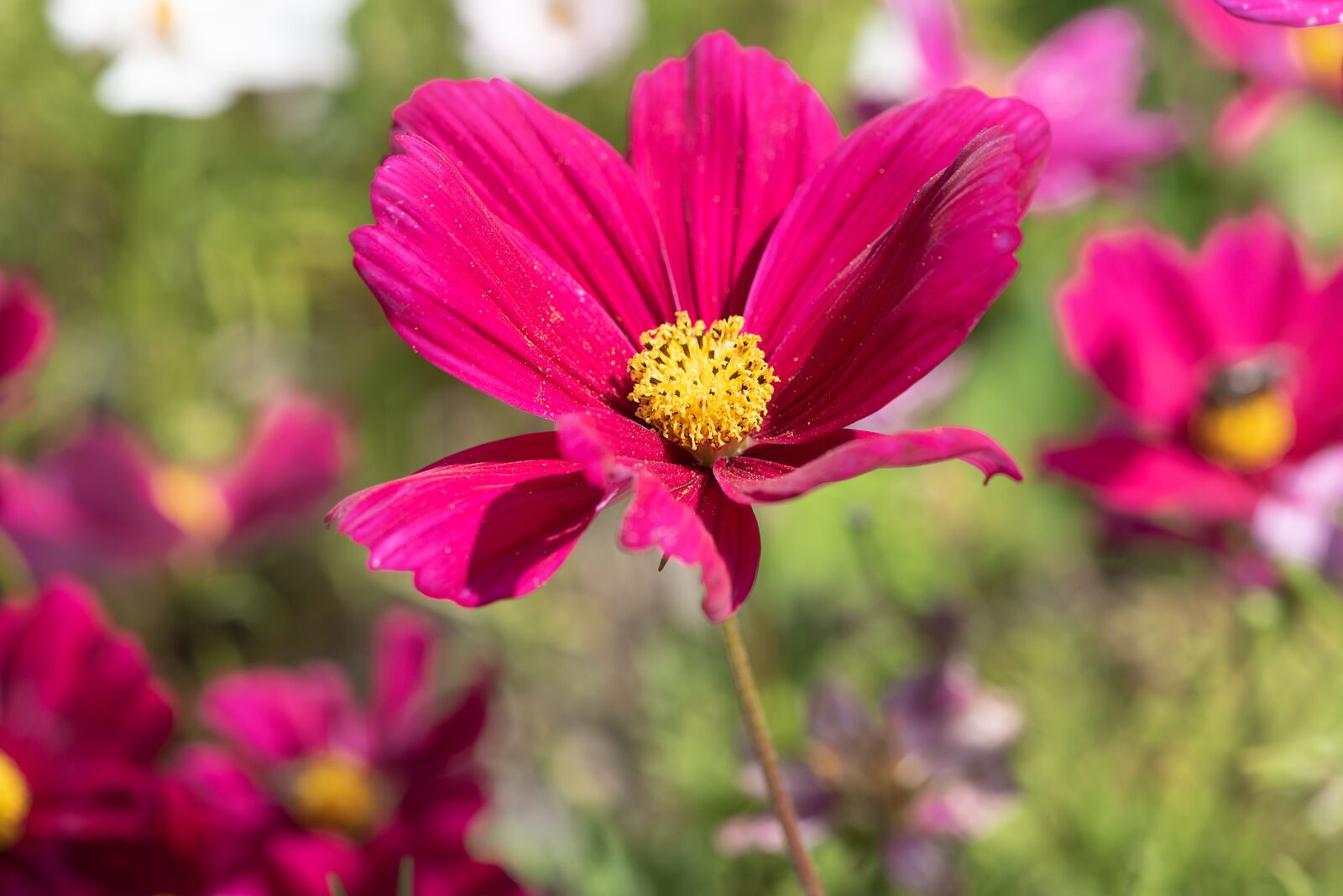Nikon D750 sample photo. Plant, flower, blossom photography