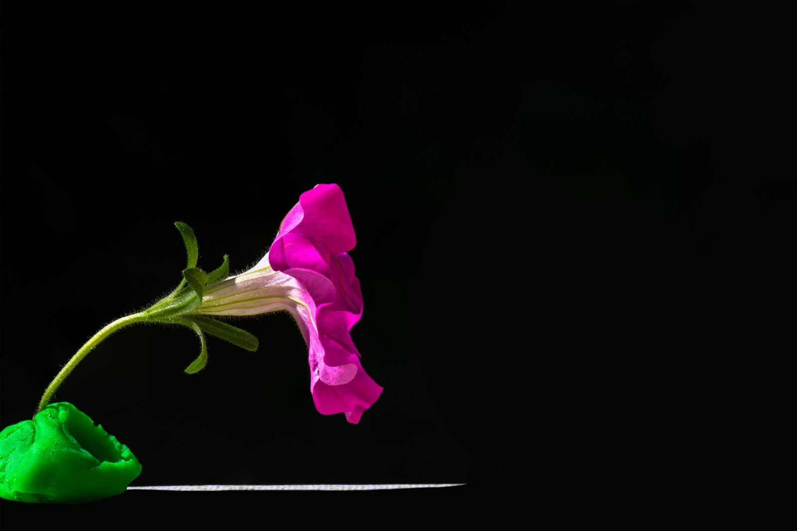Nikon D7200 sample photo. Petunia, ornamental plant, flower photography