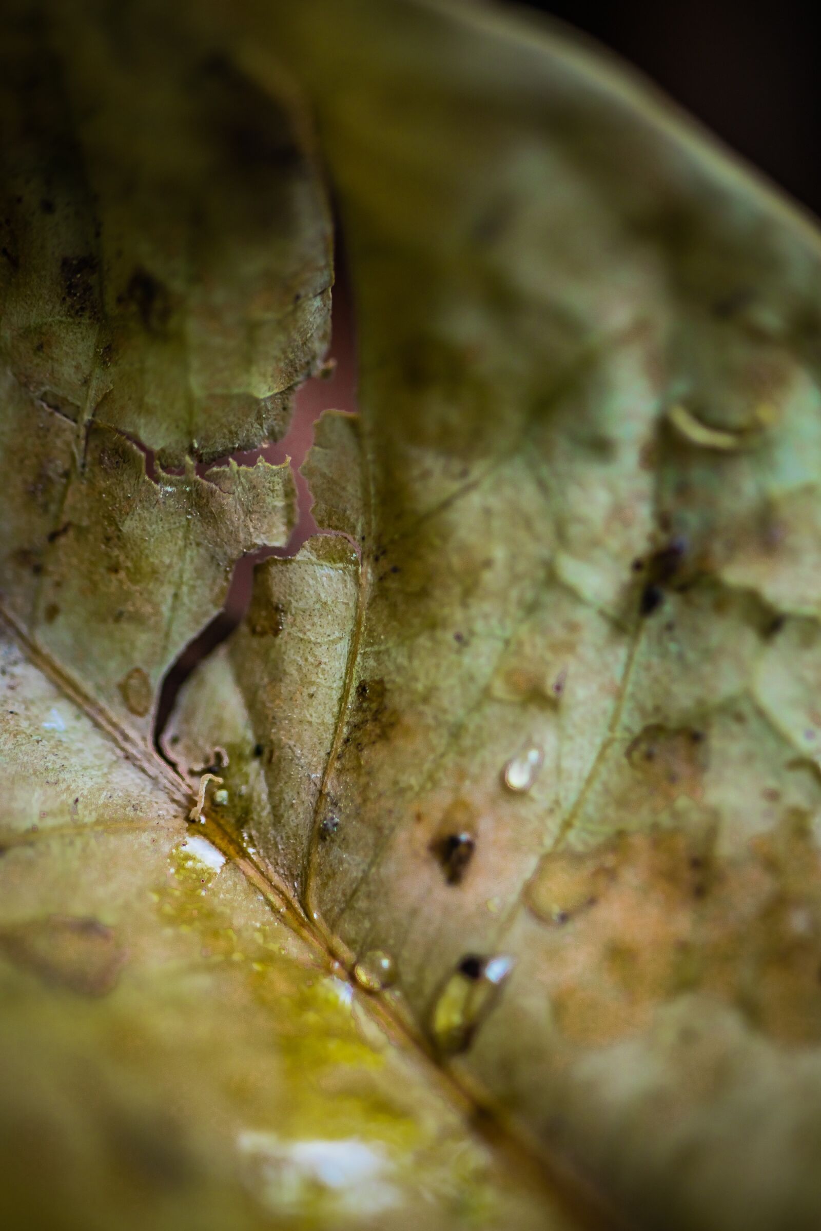 Canon EOS 80D sample photo. Leaf, macro, nature photography