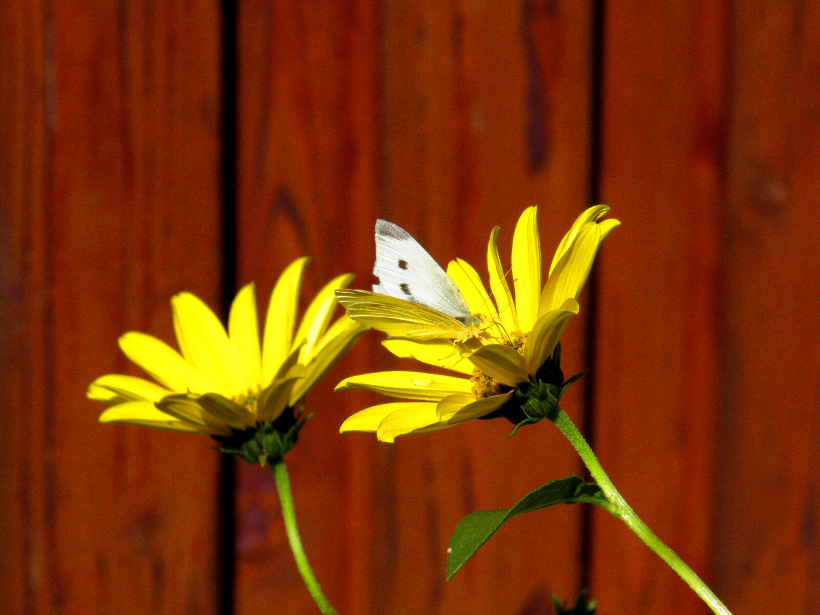 Olympus SP800UZ sample photo. Flower, yellow, butterfly photography