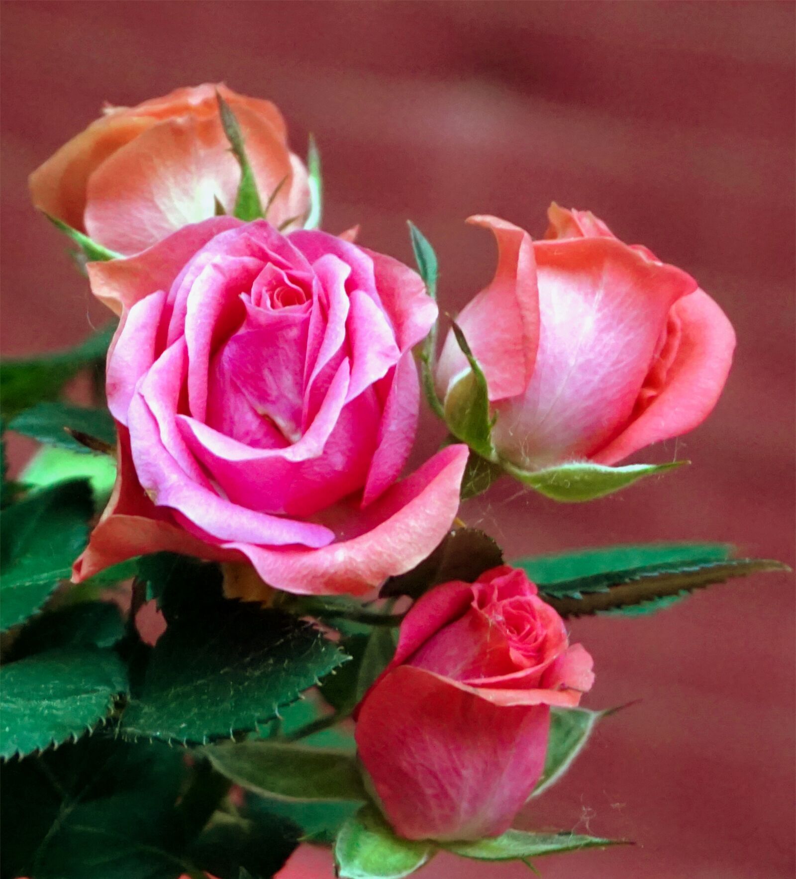 Sony Alpha a5000 (ILCE 5000) sample photo. Rose, blossom, bloom photography