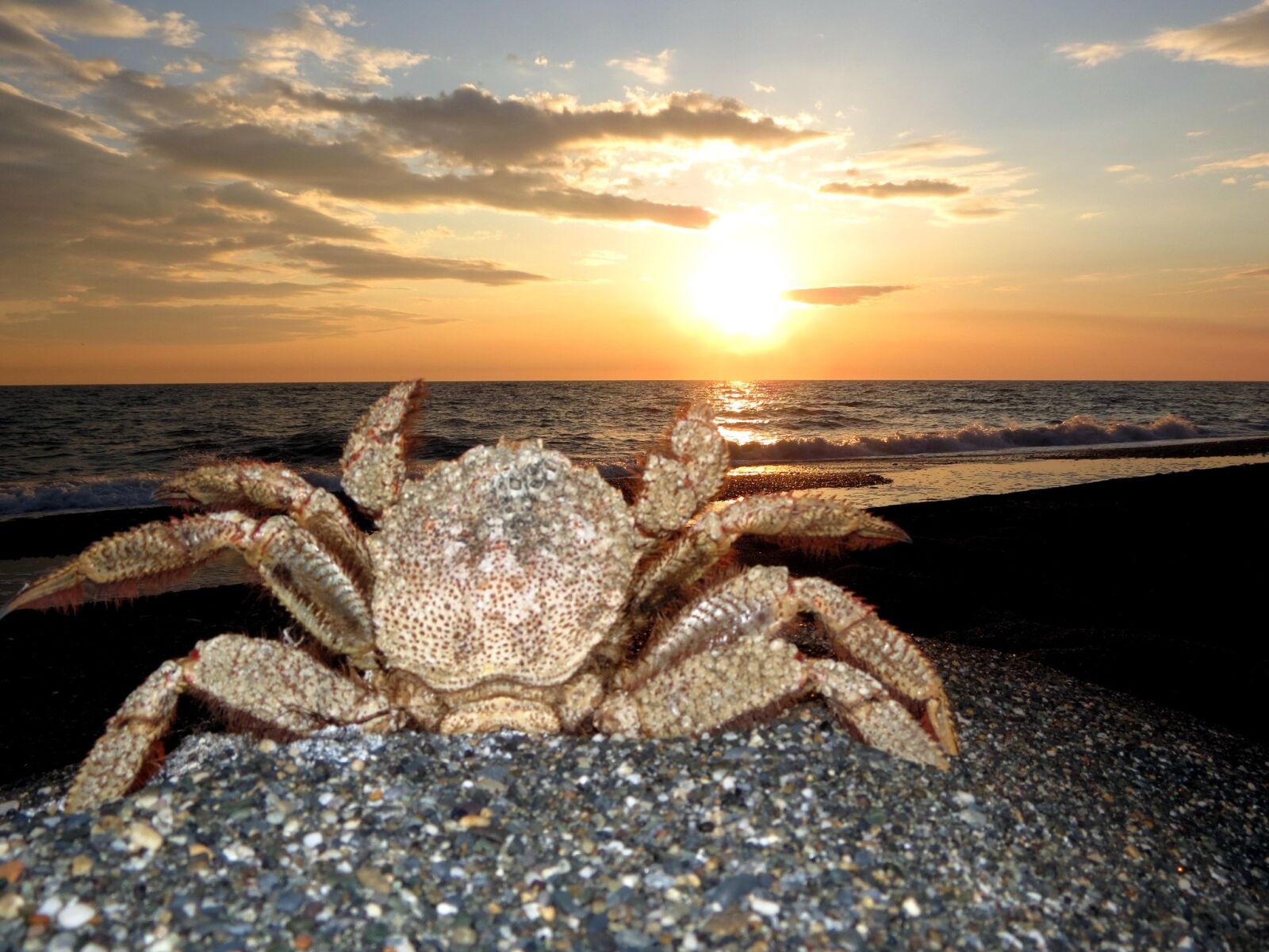 Canon PowerShot SX40 HS sample photo. Crab, hairball, kamchatka photography