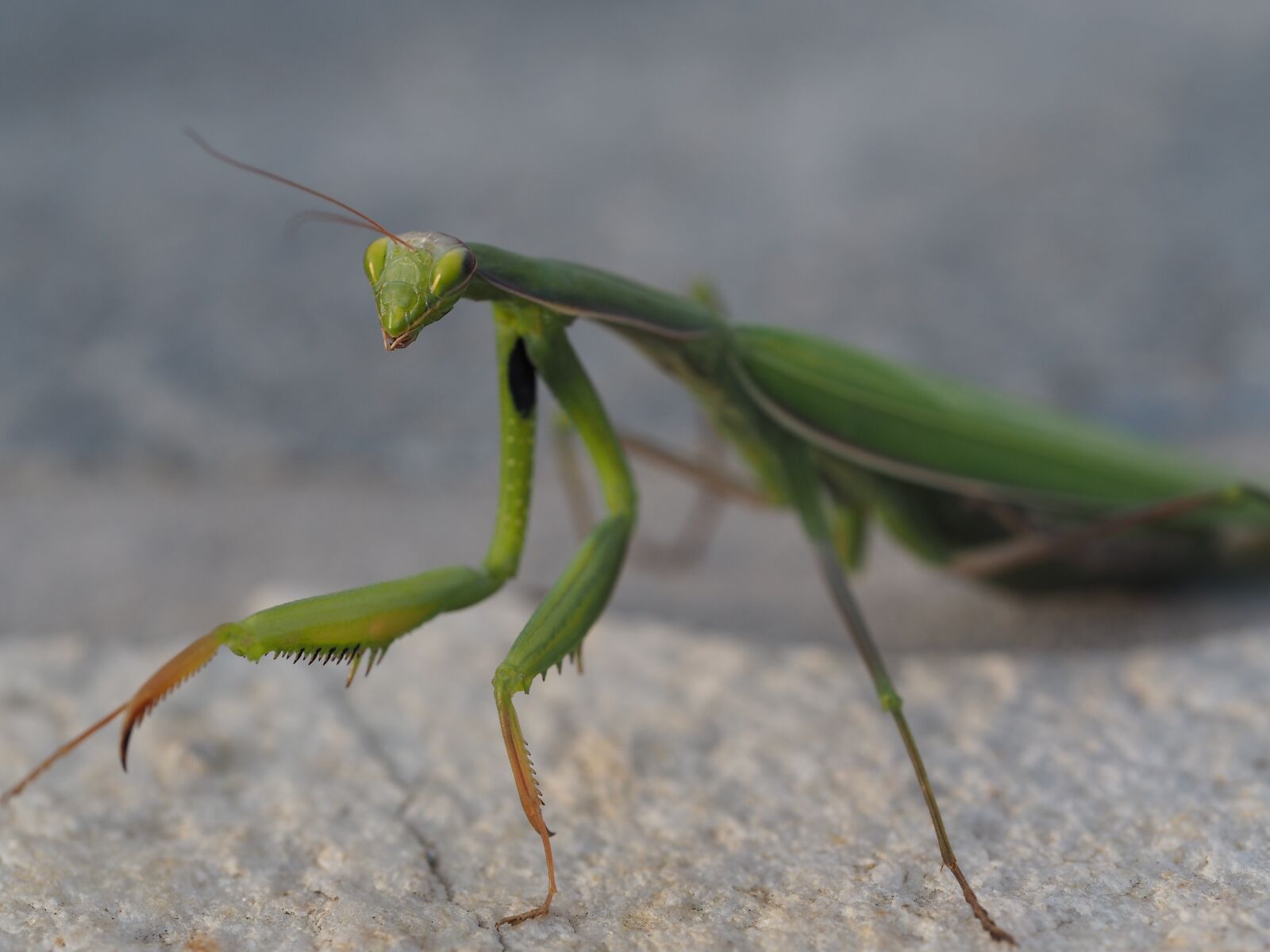 Olympus M.Zuiko Digital ED 60mm F2.8 Macro sample photo. Praying mantis, green, insect photography