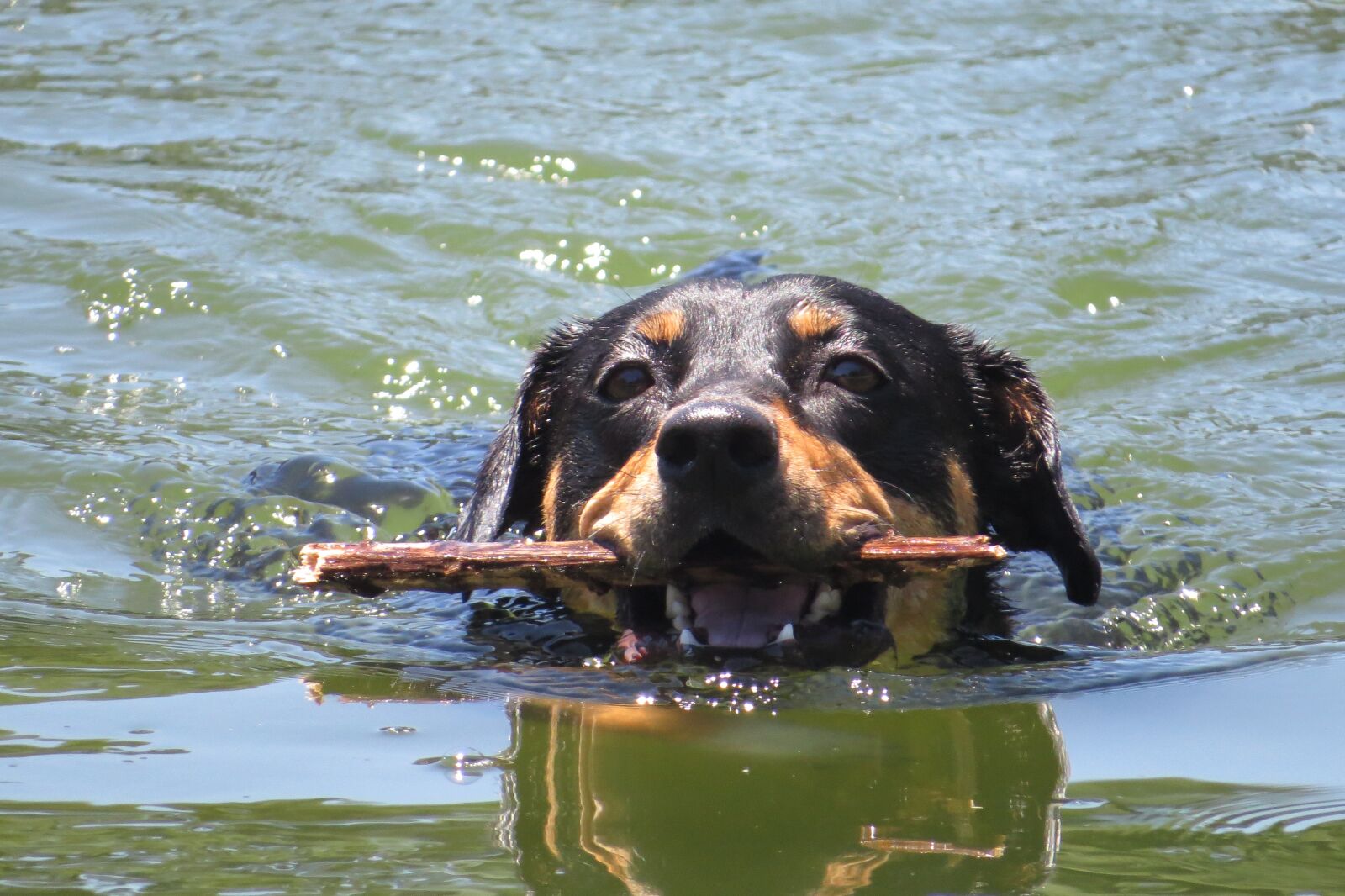 Canon PowerShot SX50 HS sample photo. Body of water, animalia photography